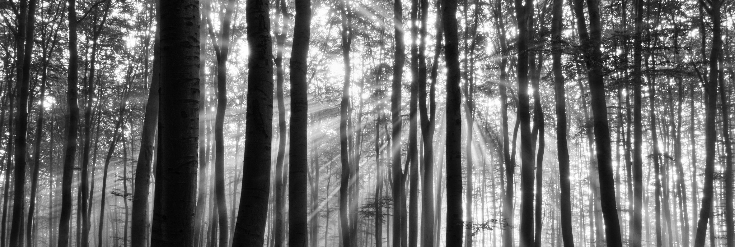 Papermoon Poster Panorama-Poster Nr.343 Forest in the Morning, 50 X 160 CM, (Wald Natur Holz Bäume Stämme Sonnenstrahl Schwarz Weiß Querformat), genormte Postergröße für Rahmen, Bild Dekoration Wanddeko Motiv Tapete