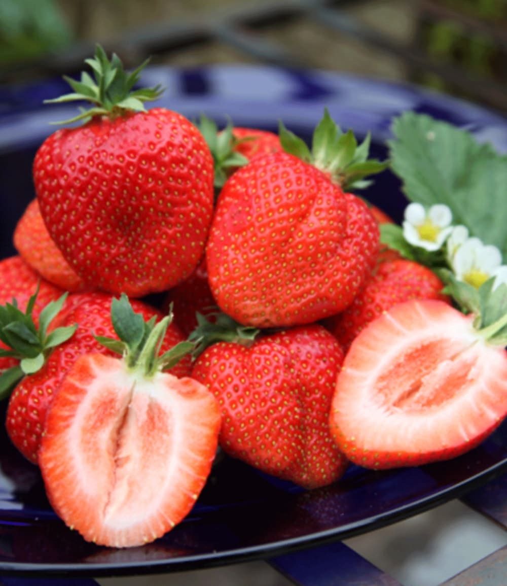 BALDUR Garten Obstpflanze Erdbeere 'Sweet Mary XXL®', 3 St., Fragaria, ertragreich, robust – Bild 2 von 4