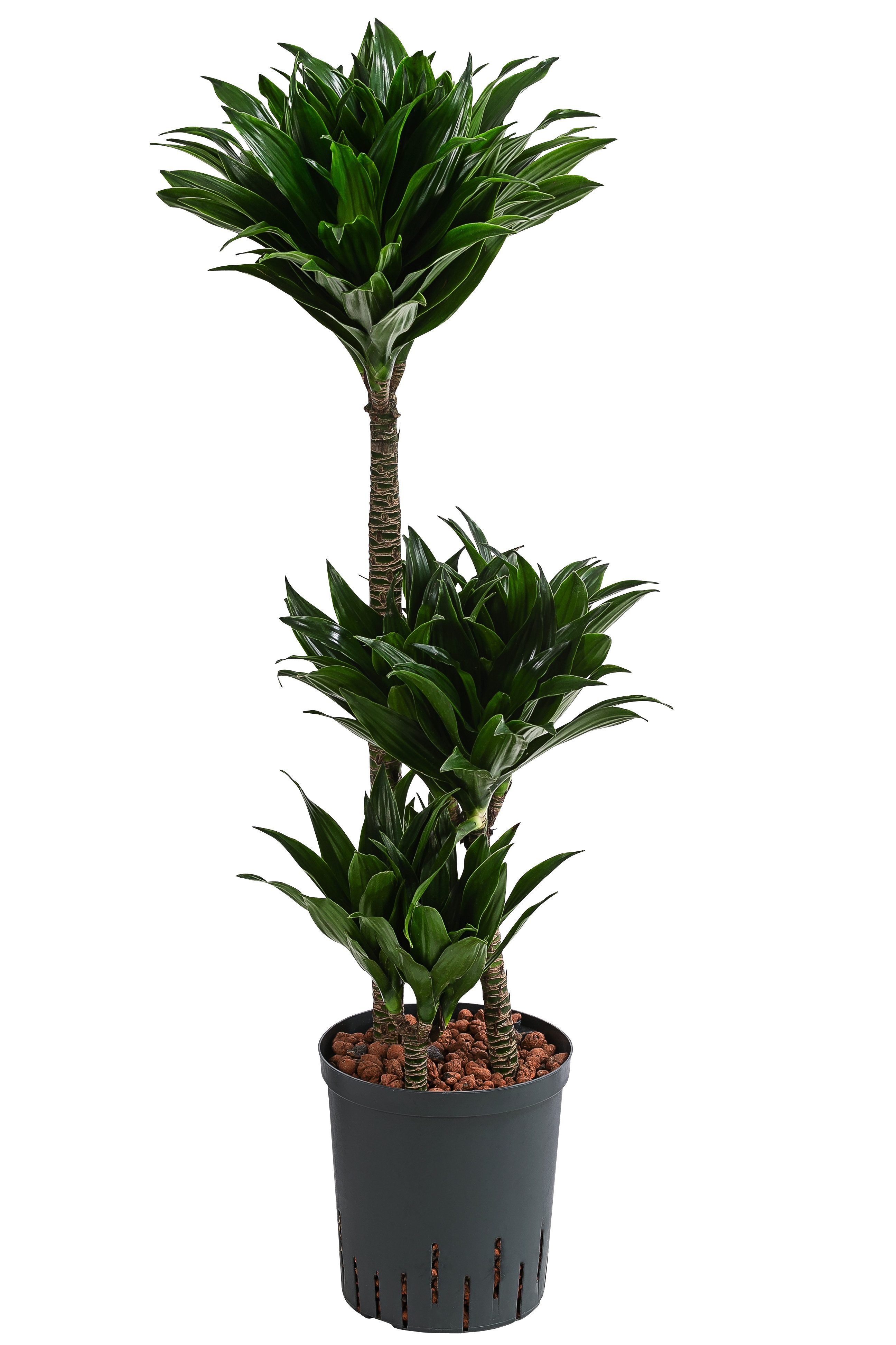 Dehner Zimmerpflanze Drachenbaum, Dracaena compacta, in Hydrokultur, mehrst günstig online kaufen