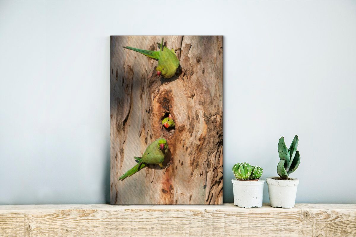 Leinwandbild einem bespannt Gemälde, cm (1 auf inkl. Dreihalssittiche Baum, St), 20x30 Leinwandbild OneMillionCanvasses® Zackenaufhänger, fertig