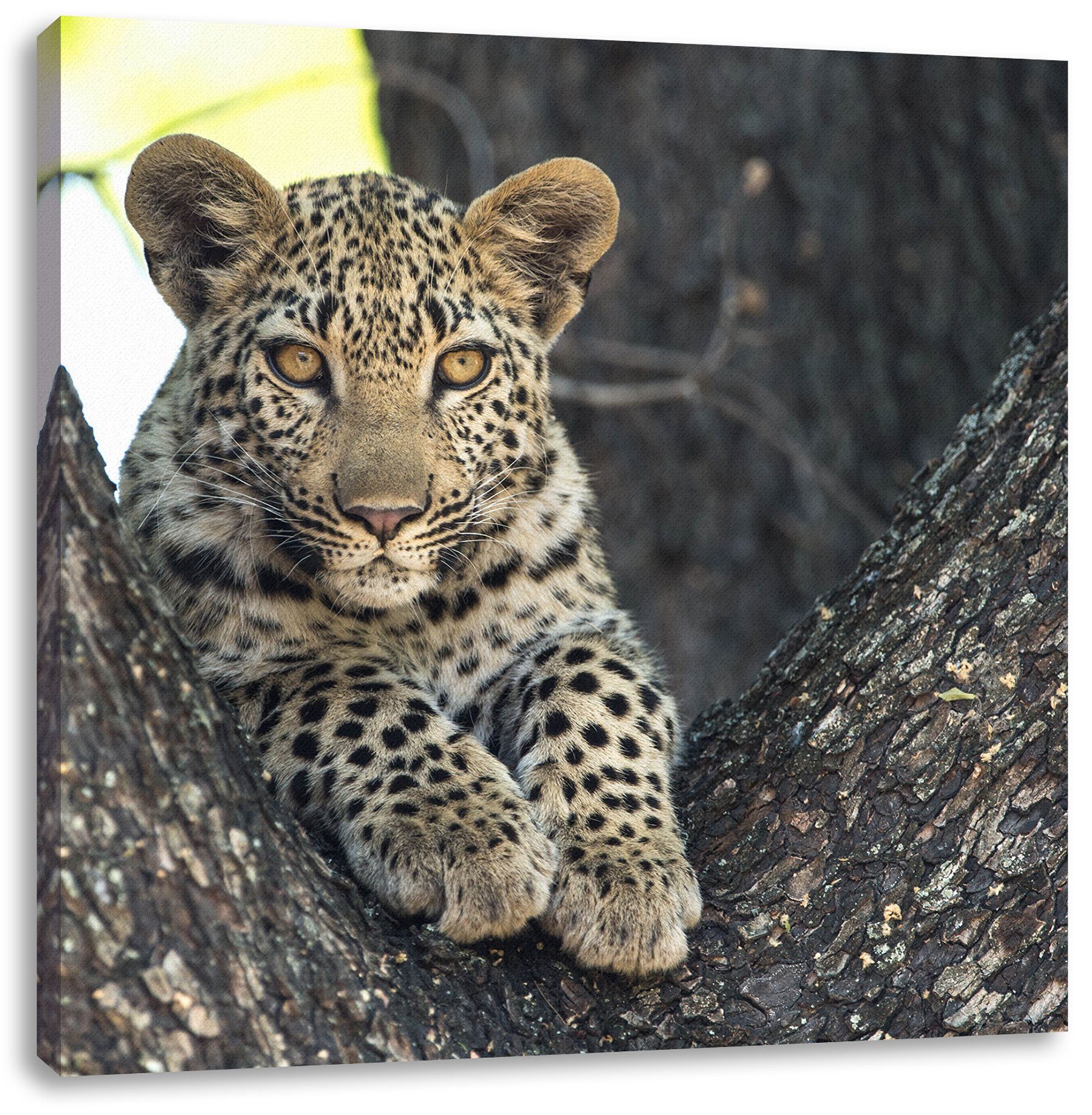 Pixxprint Leinwandbild Leopardenbaby, Leopardenbaby (1 St), Leinwandbild fertig bespannt, inkl. Zackenaufhänger