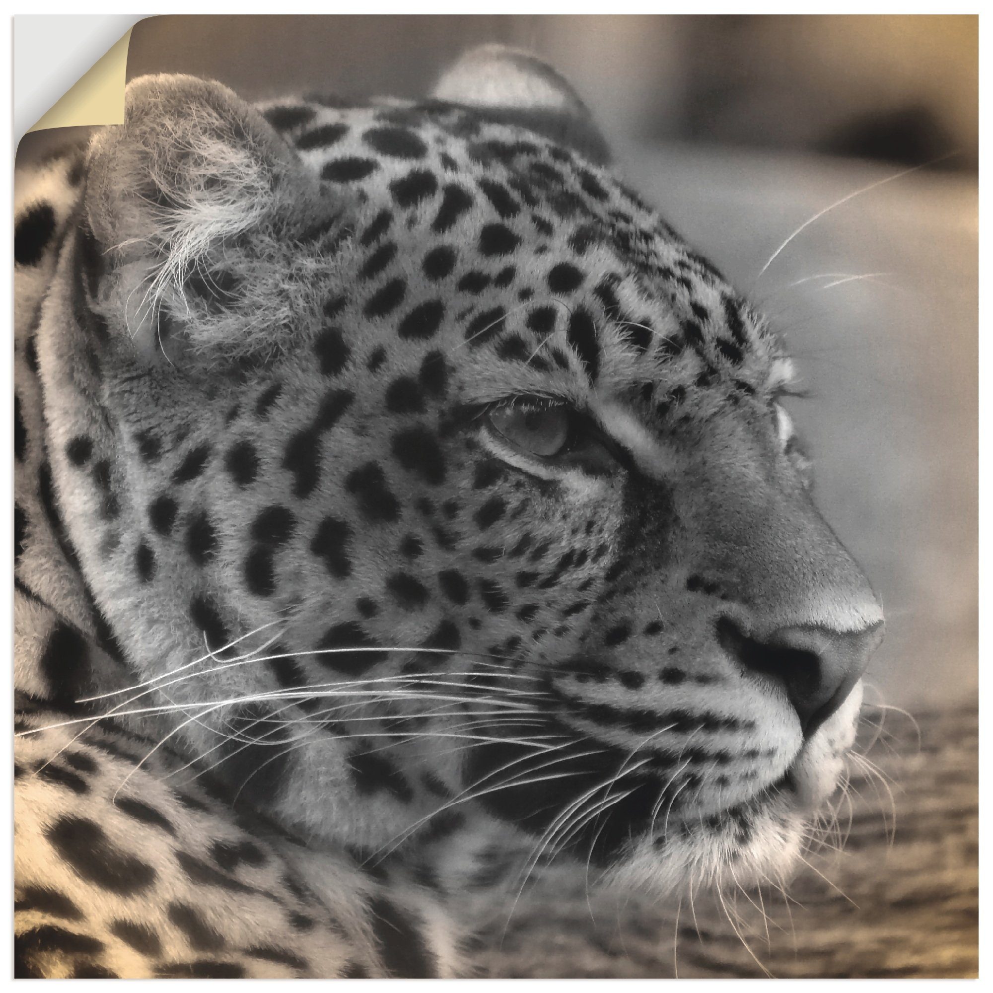 Artland Wandbild Leopard Profil, Wildtiere (1 St), als Alubild, Leinwandbild, Wandaufkleber oder Poster in versch. Größen
