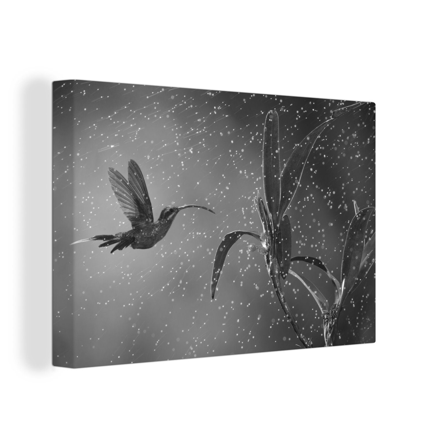 OneMillionCanvasses® Leinwandbild Kolibri im Regen in der Natur von Costa Rica in schwarz und weiß, (1 St), Wandbild Leinwandbilder, Aufhängefertig, Wanddeko, 30x20 cm