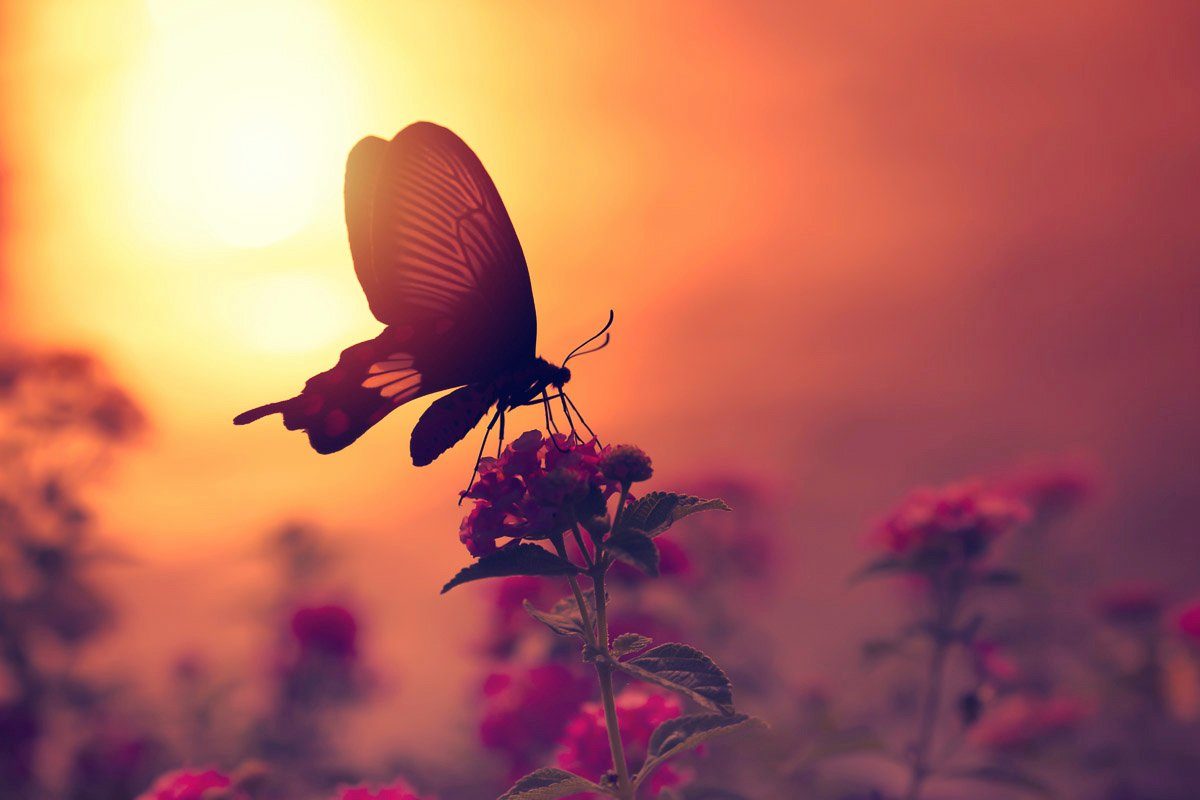 Papermoon Fototapete Schmetterling auf Blume