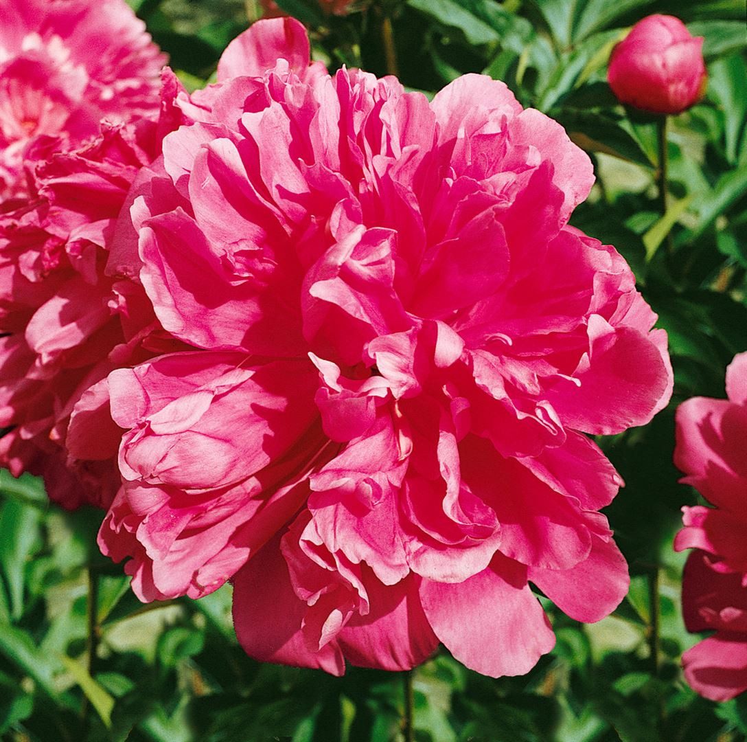 Pflanzen für Dich Staude Paeonia lactiflora 'General Mac Mahon', 1 St., Edel-Pfingstrose, Chinesische Pfingstrose