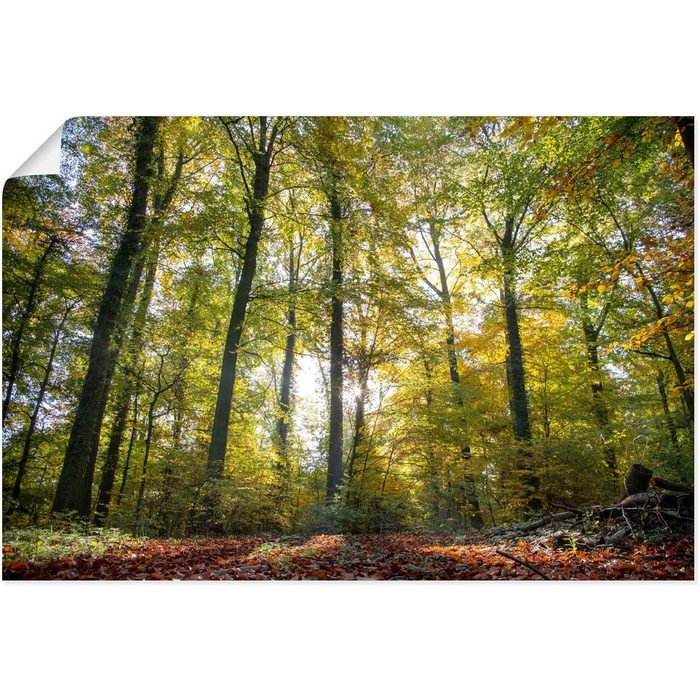 Artland Wandbild Laubwald zum Herbst Waldbilder (1 St) als Alubild Leinwandbild Wandaufkleber oder Poster in versch. Größen