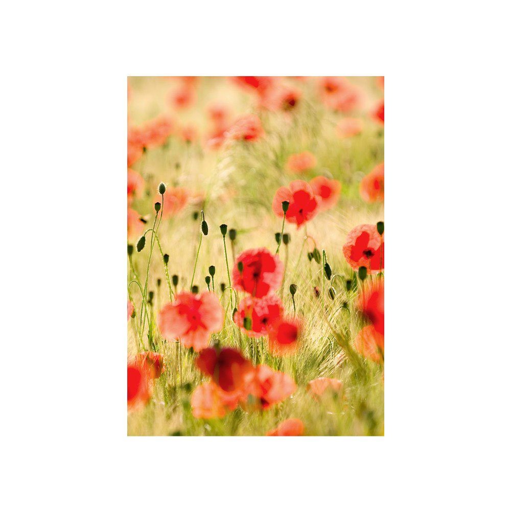 Feld 70, liwwing Blumen Mohn no. Blumen Romantik Fototapete Gras liwwing Fototapete