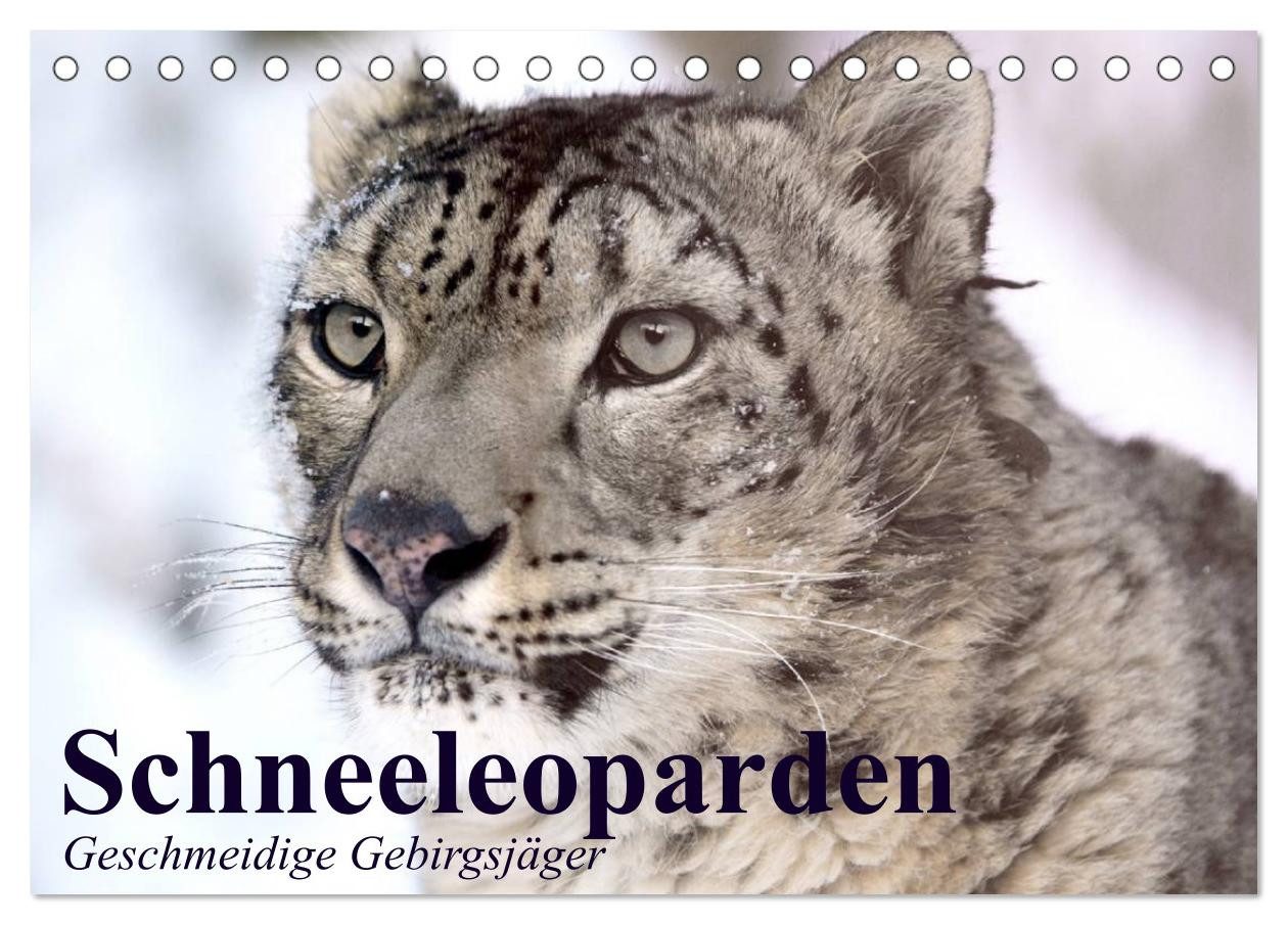 CALVENDO Wandkalender Schneeleoparden. Geschmeidige Gebirgsjäger (Tischkalender 2027 DIN A5