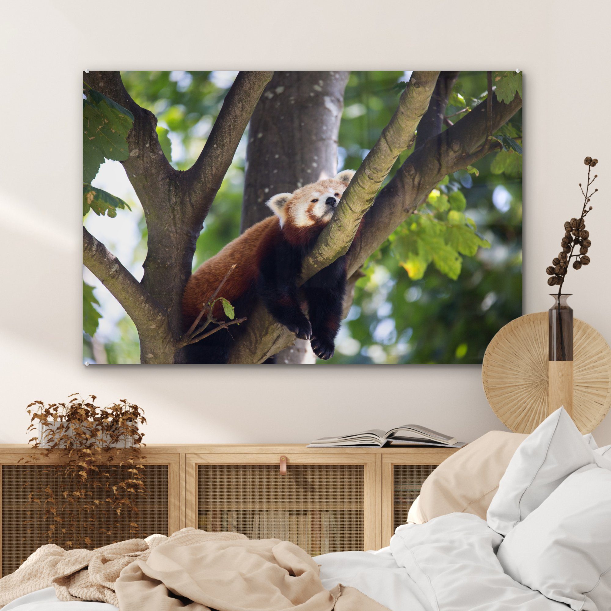 MuchoWow Acrylglasbild Roter Panda auf Baum, (1 Acrylglasbilder Wohnzimmer dem & Schlafzimmer St)
