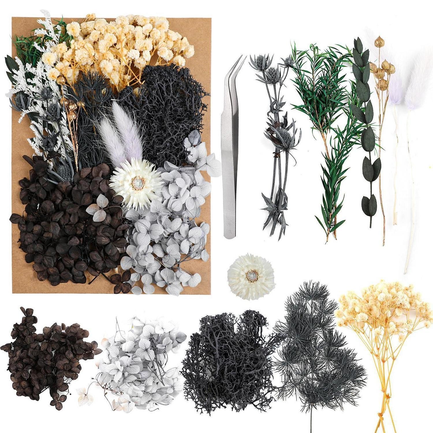 Trockenblume Trockenblumen Set Schwarz DIY Scrapbook Blumengestecke, LuxusKollektion, Höhe 5 cm