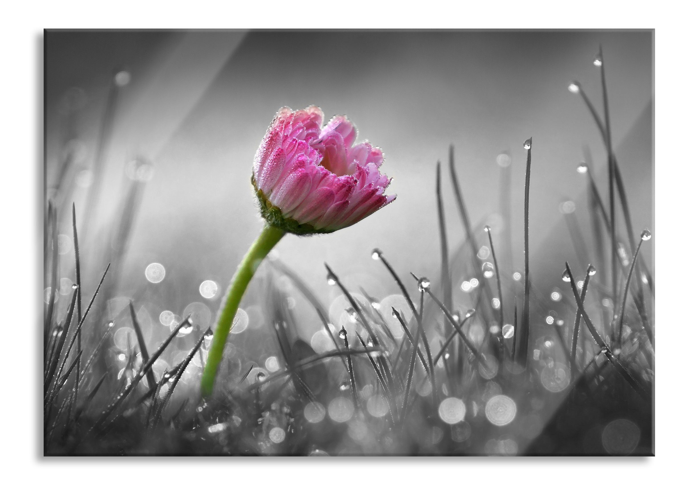 Pixxprint Glasbild rosa Gänseblümchen im Gras, günstig online kaufen
