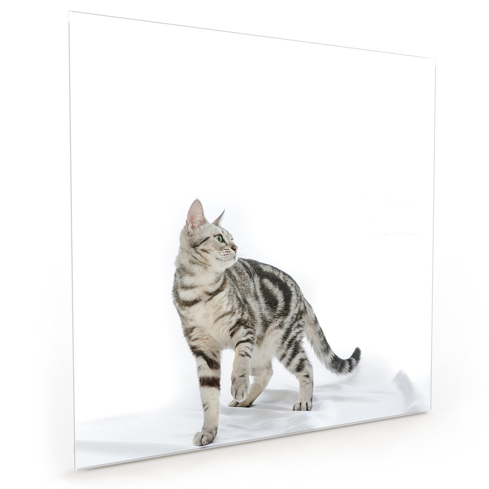 Primedeco Küchenrückwand Küchenrückwand Spritzschutz Glas mit Motiv Getigerte Katze