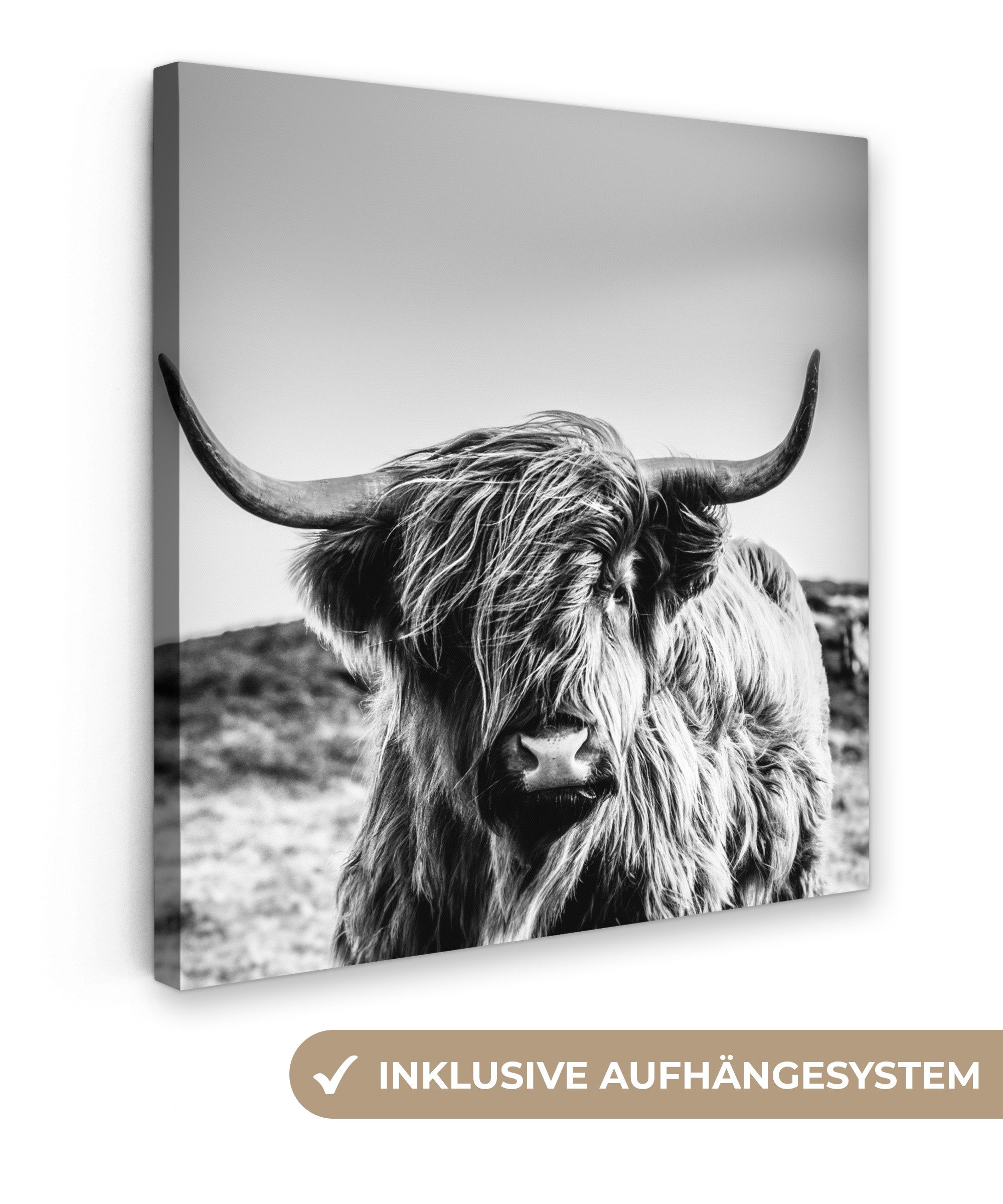 OneMillionCanvasses® Leinwandbild Kuh - Schottischer Hochländer - Schwarz - günstig online kaufen