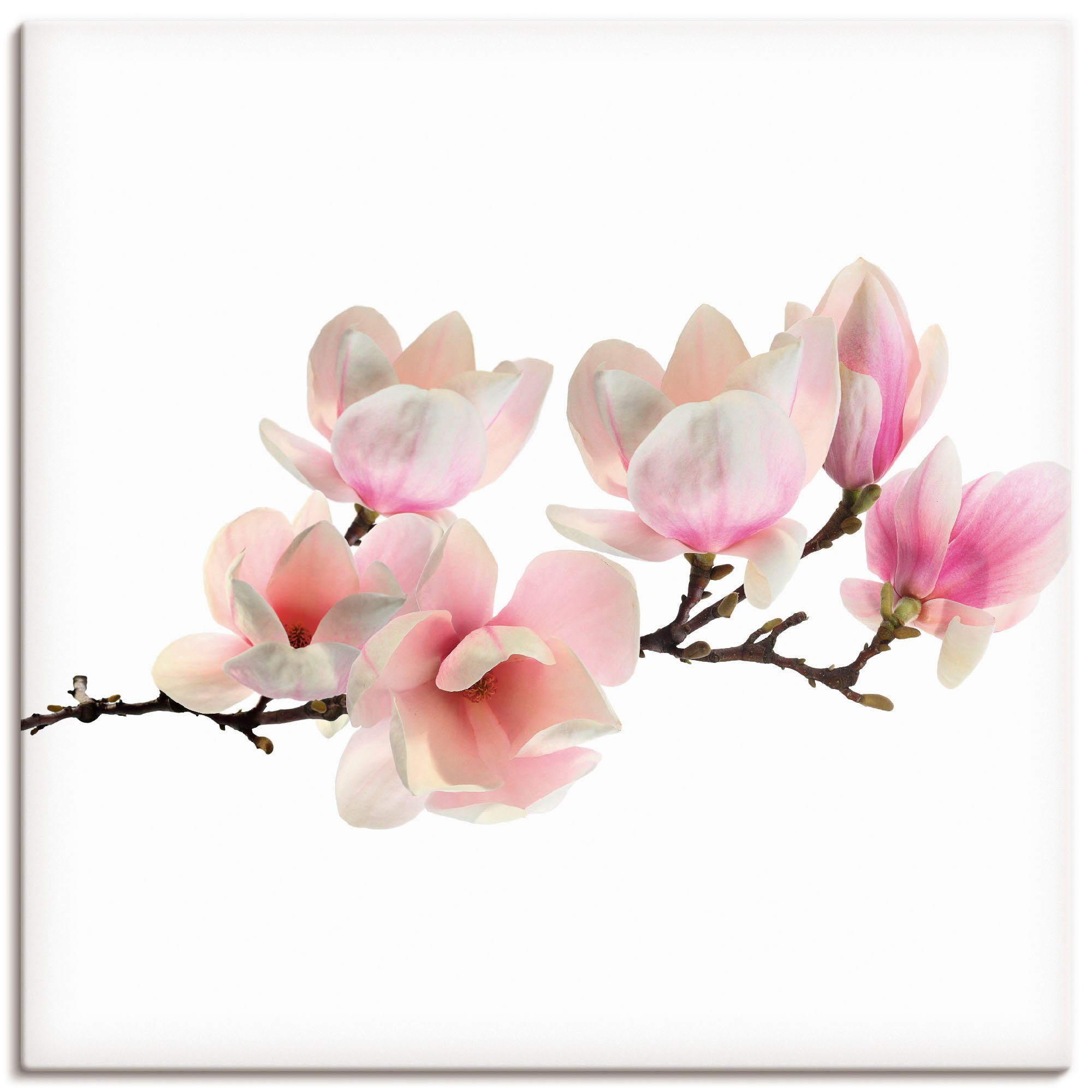 Artland Leinwandbild Magnolie, Blumen (1 St), auf Holzrahmen gespannt