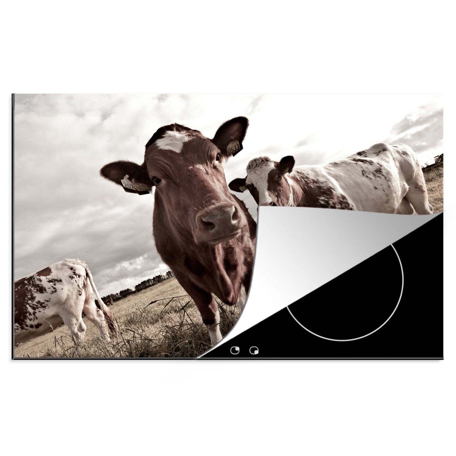 MuchoWow Herdblende-/Abdeckplatte Kühe auf einem Feld Sepia-Fotodruck, Vinyl, (1 tlg), 81x52 cm, Induktionskochfeld Schutz für die küche, Ceranfeldabdeckung