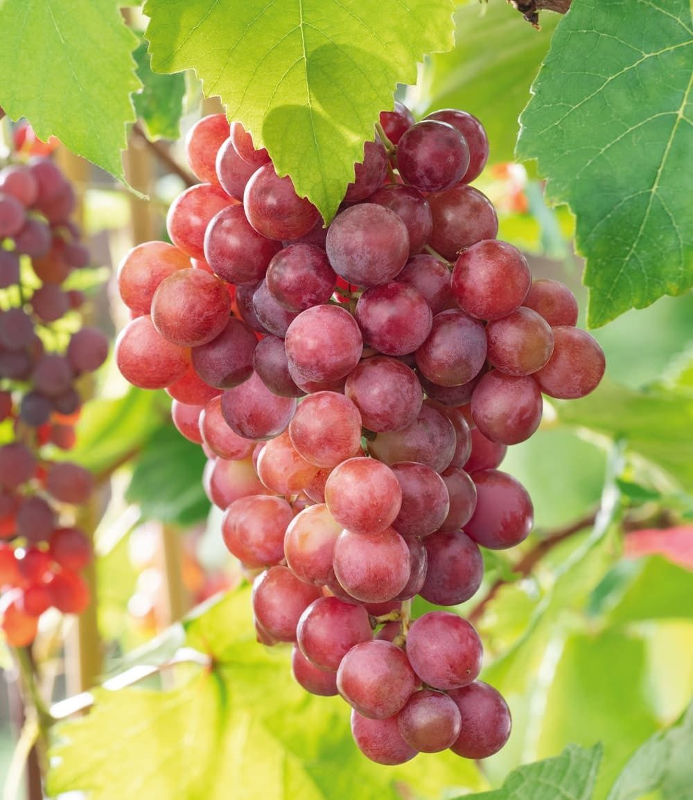 BALDUR Garten Obstpflanze Kernlose Tafel-Traube 'Vanessa®', 1 St., Selbstbefruchtend,winterhart, mehrjährig, pflegeleicht