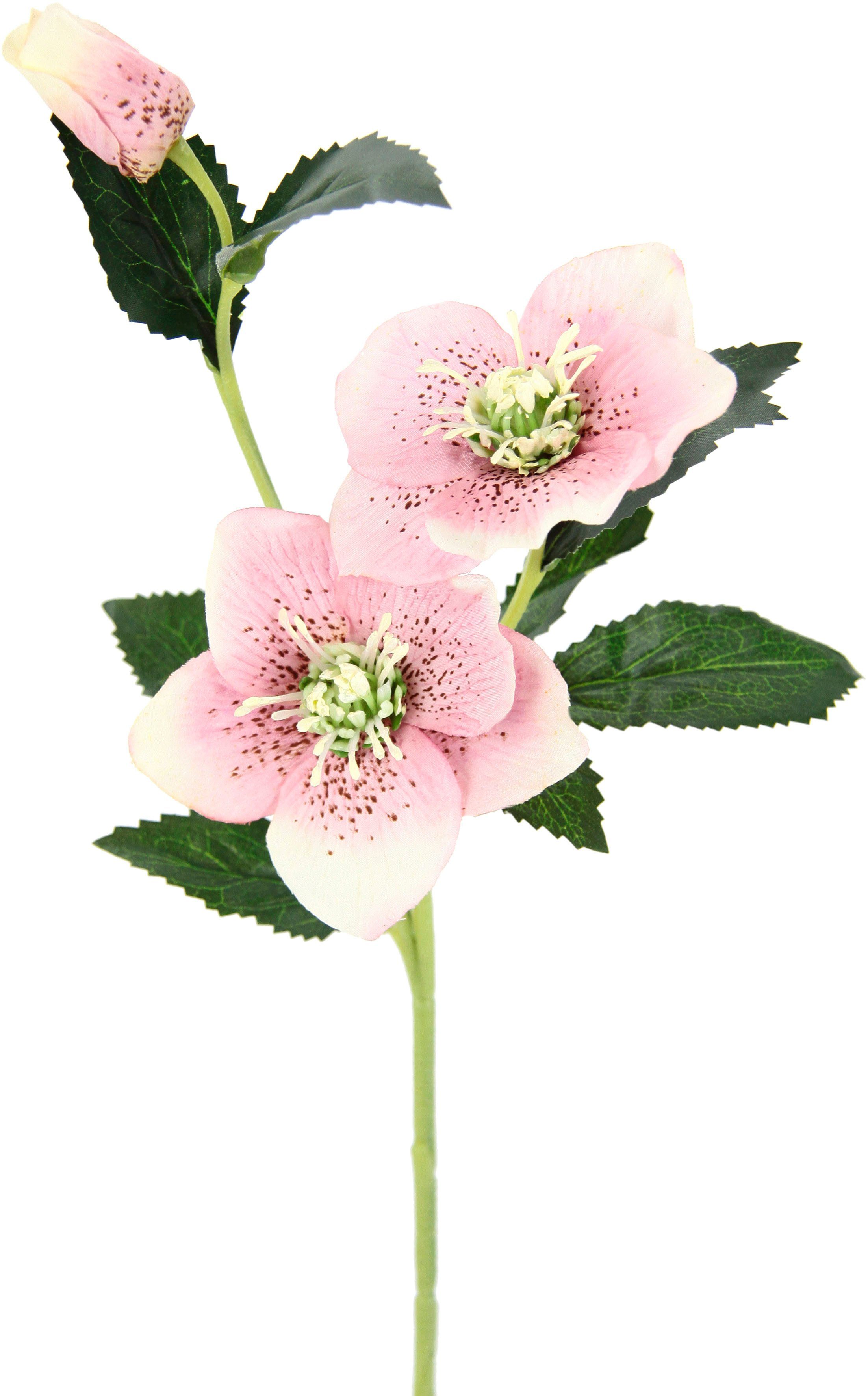 Kunstblume Christrose, I.GE.A., Höhe 57 cm, Künstlich Seidenblumen, 5er Set