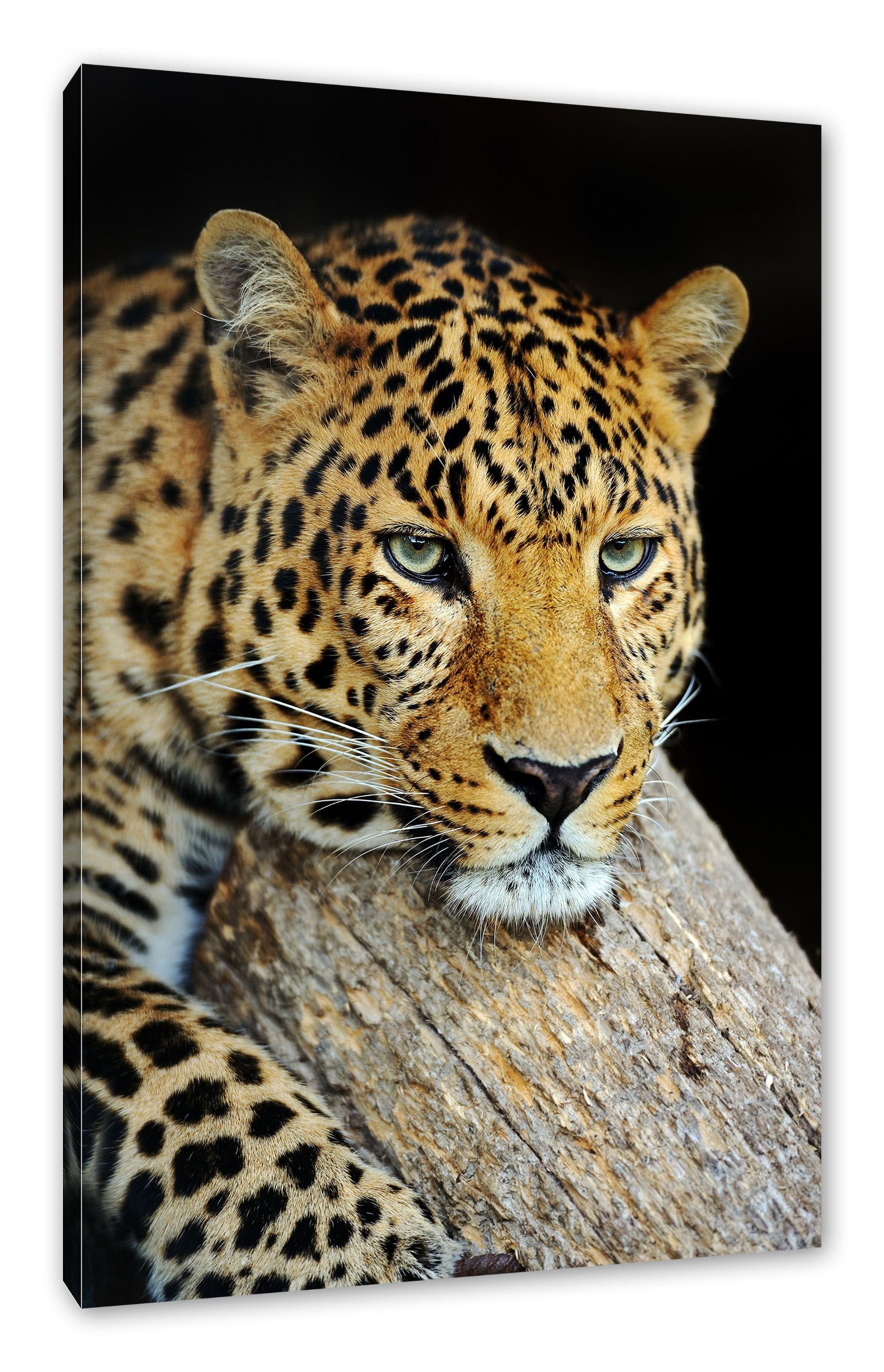 Pixxprint Leinwandbild Ruhiger Leopard, Ruhiger Leopard (1 St), Leinwandbild fertig bespannt, inkl. Zackenaufhänger