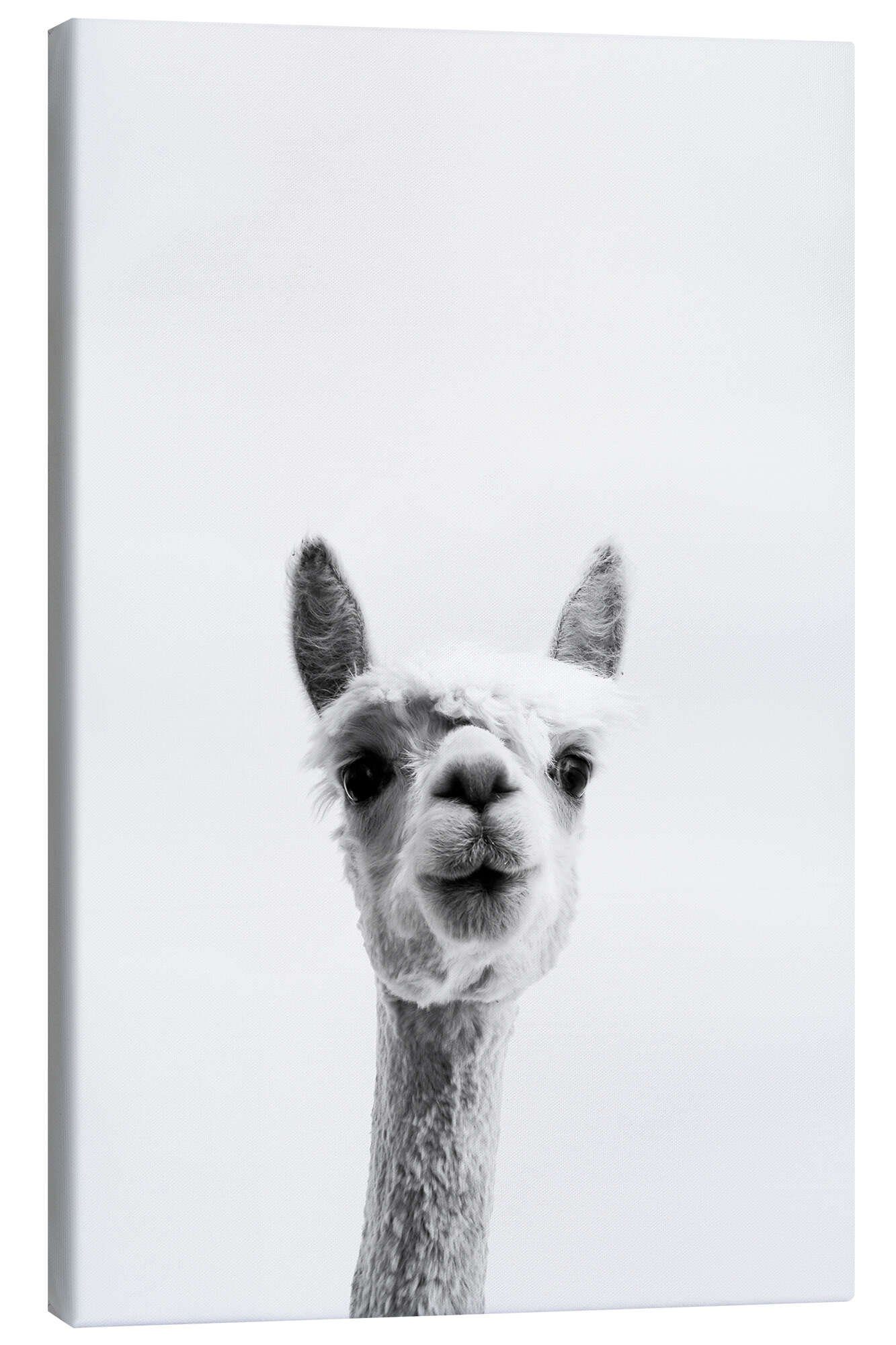 Posterlounge Wandbild Alpaka, Art Couture, erhältlich als Poster, Leinwandbild, Wandsticker oder Acrylglasbild