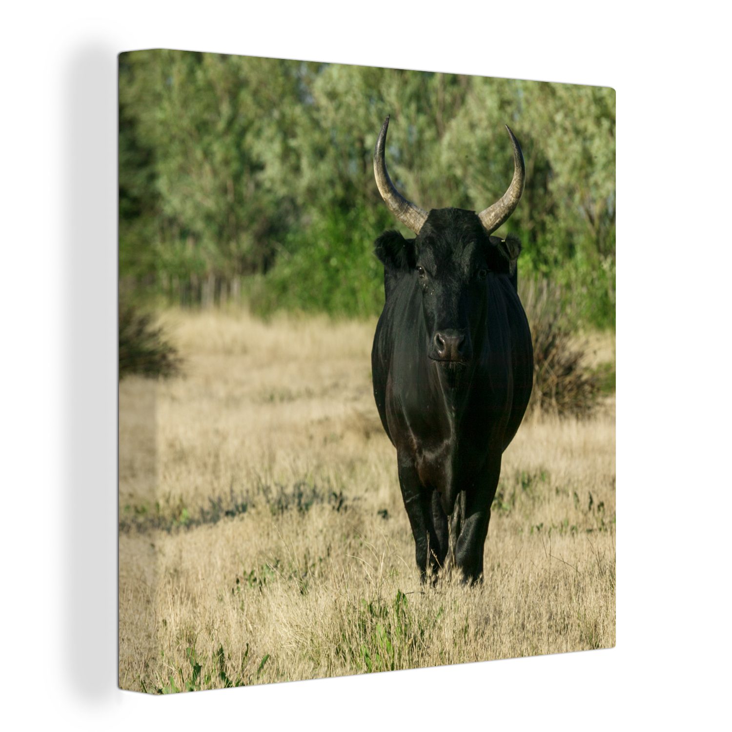OneMillionCanvasses® Leinwandbild Ein schwarzer Bulle in freier Wildbahn, (1 St), Leinwand Bilder für Wohnzimmer Schlafzimmer | Leinwandbilder