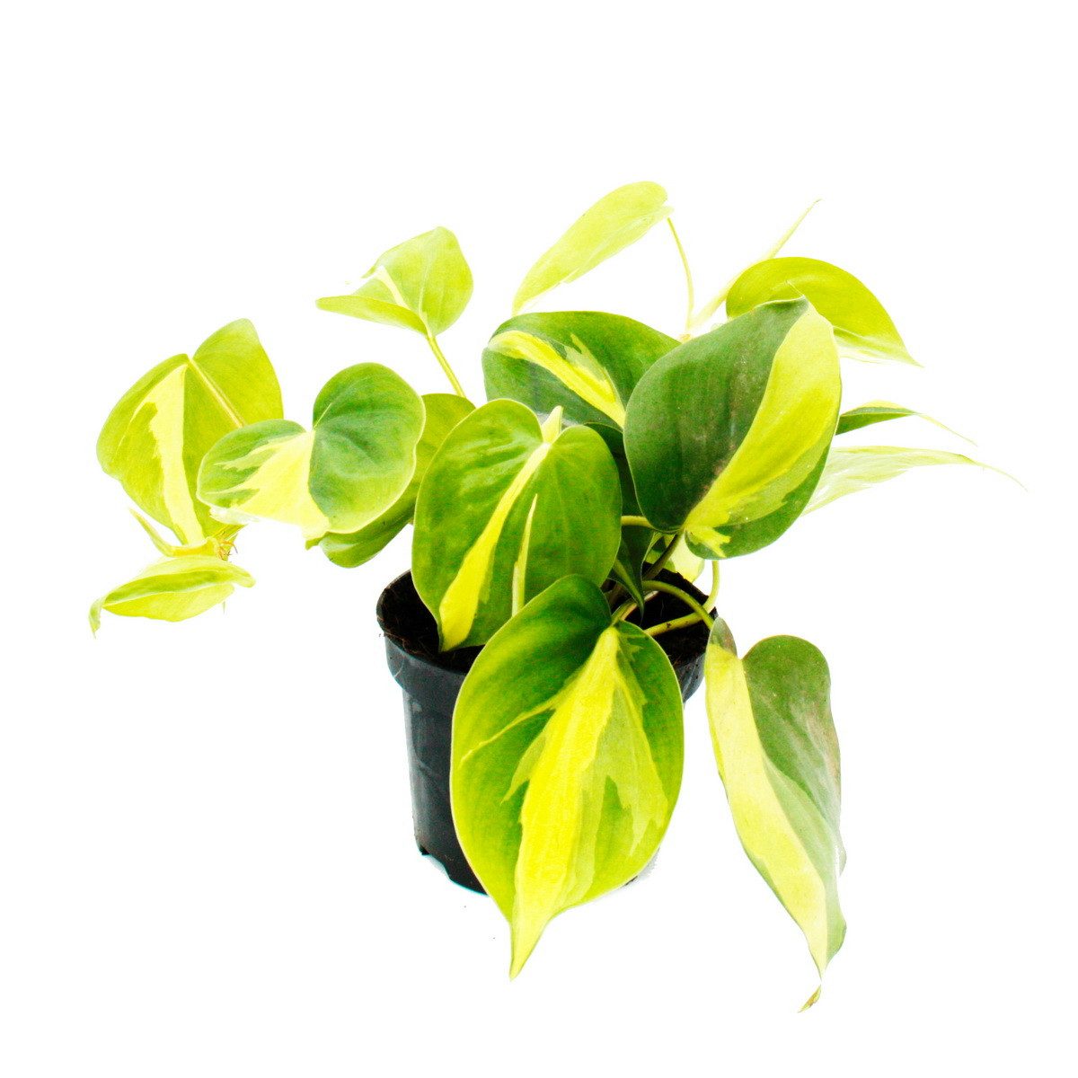 Exotenherz Zimmerpflanze Philodendron scandens Brasil Baumfreund zweifarbig 12cm Topf