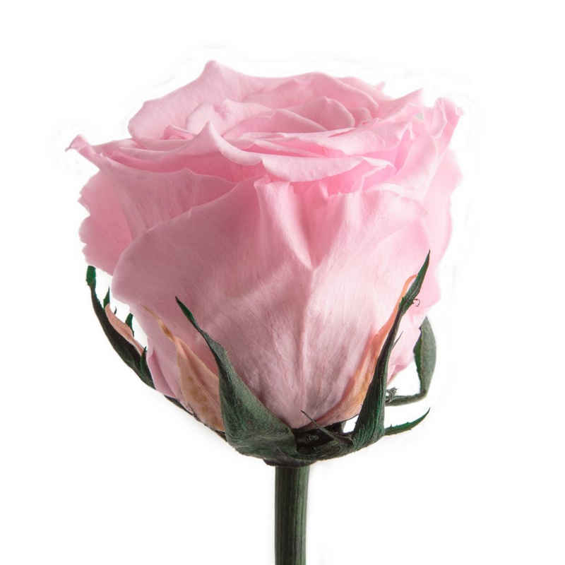Kunstblume Ewige Rose konserviert mit Stiel echte haltbare Rose Infinity Rose, ROSEMARIE SCHULZ Heidelberg, Höhe 50 cm, Liebesbeweis Geschenk für sie Rose