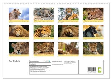 CALVENDO Wandkalender Just Big Cats (Premium-Calendar 2023 DIN A2 Landscape)