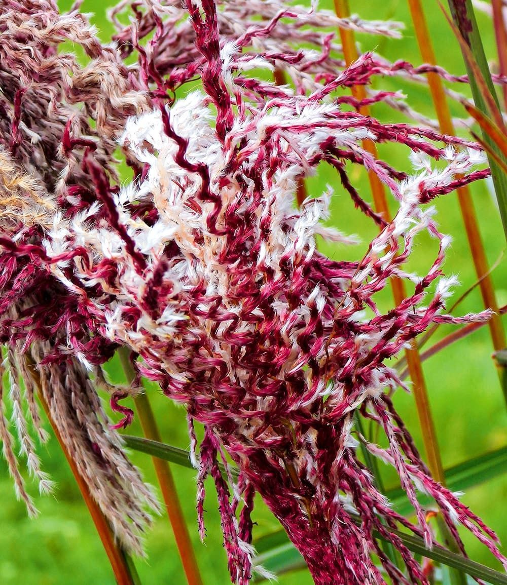 BALDUR Garten Gräser Miscanthus 'Boucle®', 1 St., Herbstfärbung, winterhart, mehrjährig, pflegeleicht