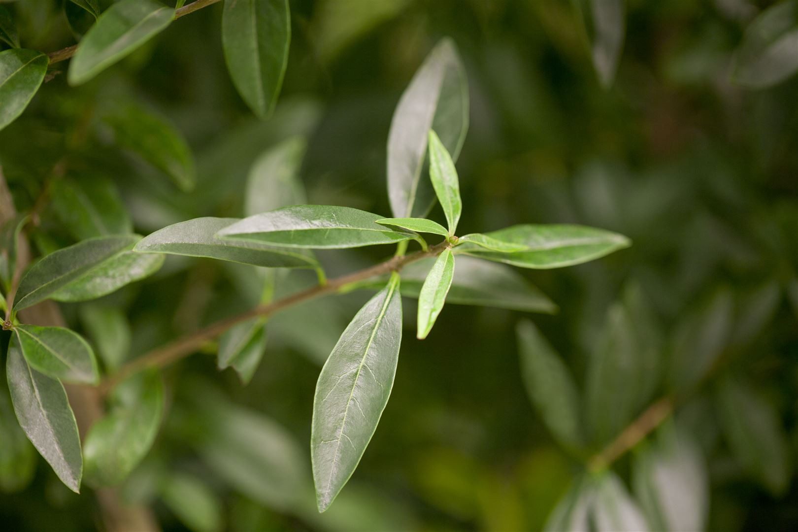 Pflanzen für Dich Gehölze Ligustrum vulgare, 1 St., Gewöhnlicher Liguster, Rainweide, Beinholz, Tintenbeerstrauch
