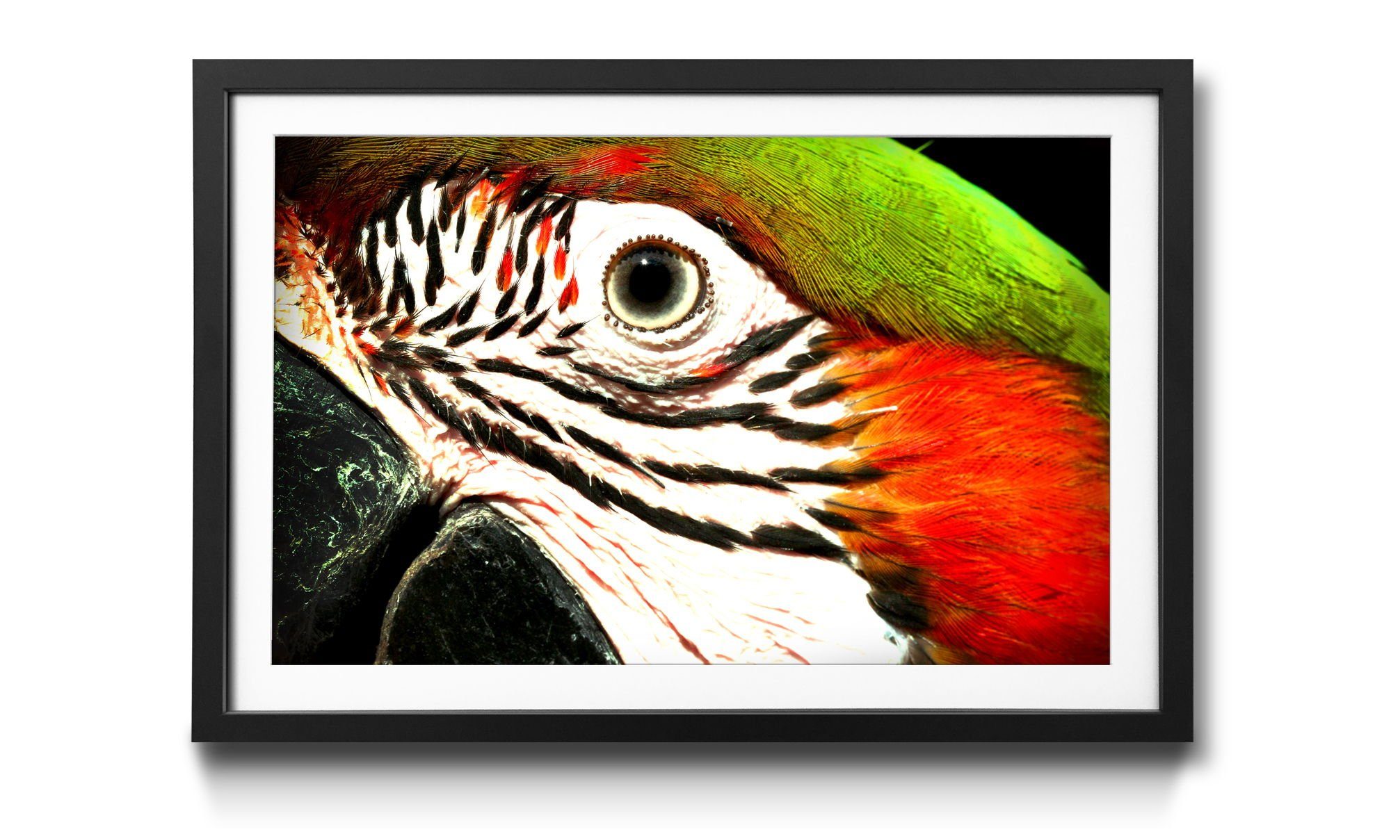 WandbilderXXL Bild mit Rahmen Harlequin, Papagei, Wandbild, in 4 Größen erhältlich