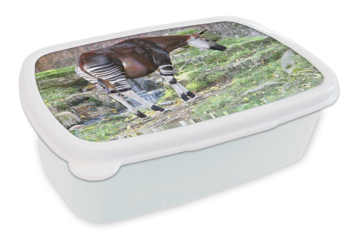 und Brotdose, freier Kinder Jungs Brotbox Lunchbox Mädchen Okapi in Wildbahn, MuchoWow Erwachsene, (2-tlg), Kunststoff, und für für weiß