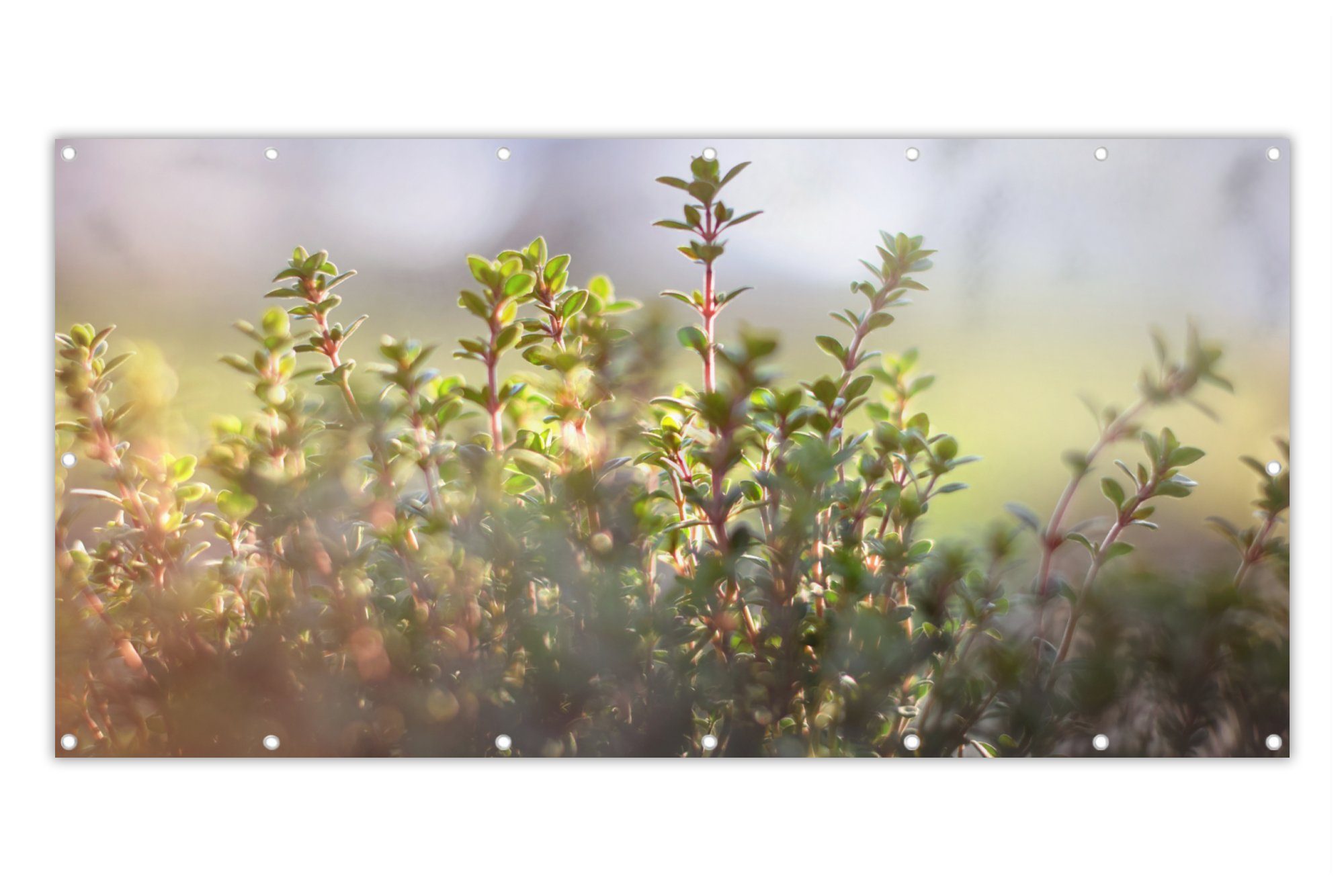 MuchoWow Balkonsichtschutz Wintersonnenlicht beleuchtet Thymianpflanzen in der Natur (1-St) Balkon Sichtschutz 90x200, Windschutz für Zaun PVC, 200x90 cm