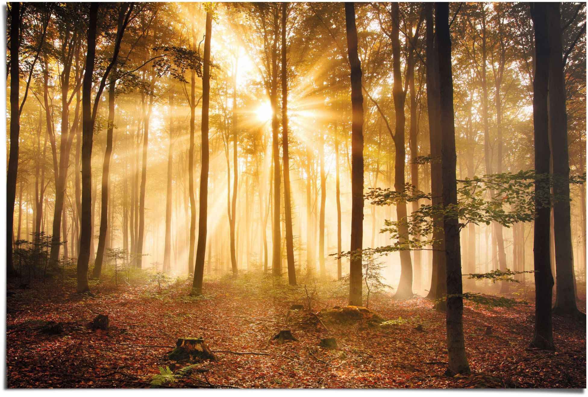 Reinders! Poster Erleuchteter Wald, (1 St), Poster wird gerollt und sicher  verpackt an Sie versendet