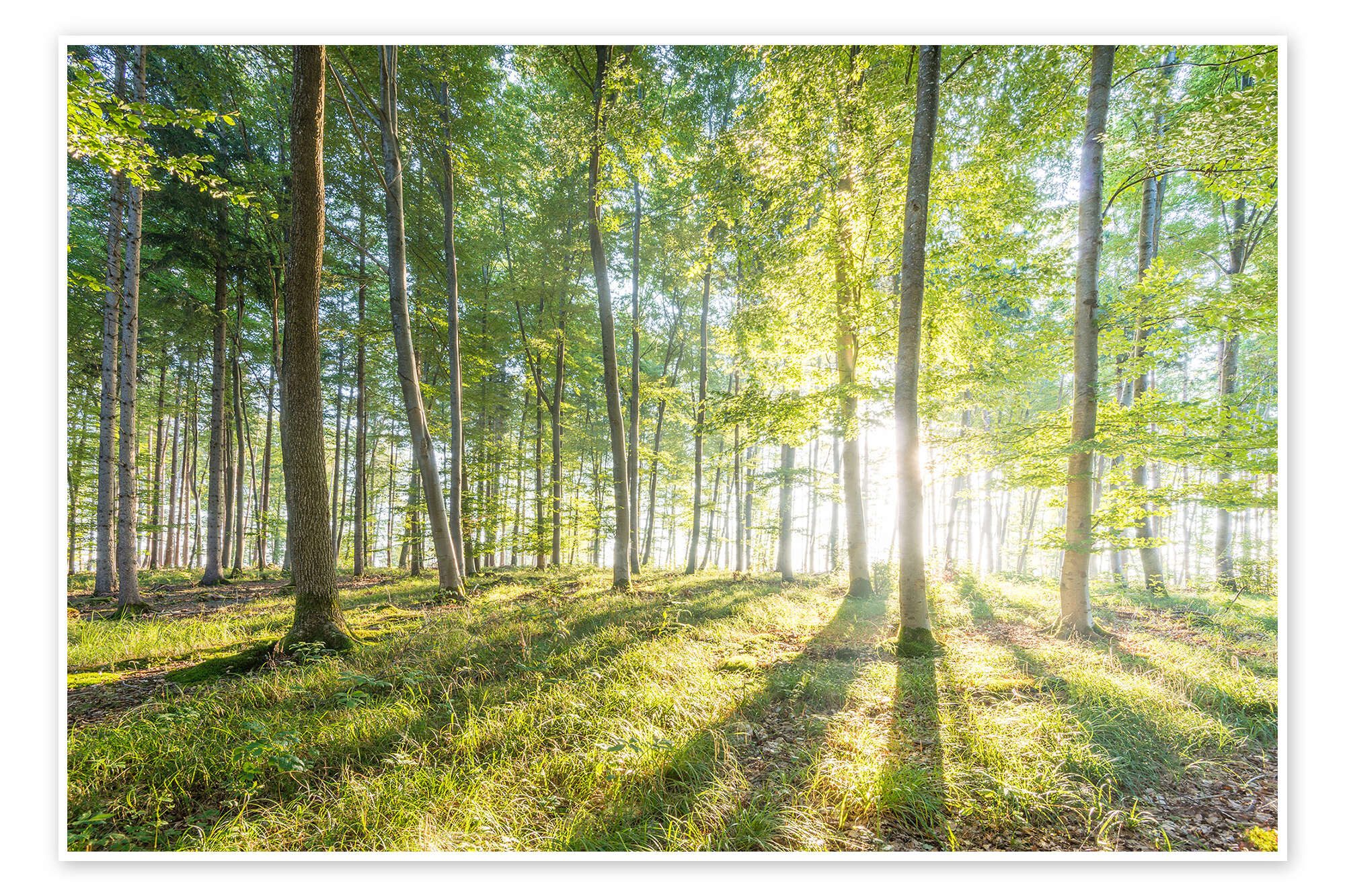 Posterlounge Wandbild Wald bei Sonnenaufgang, Hannes Cmarits, erhältlich als Poster, Leinwandbild, Wandsticker oder Acrylglasbild