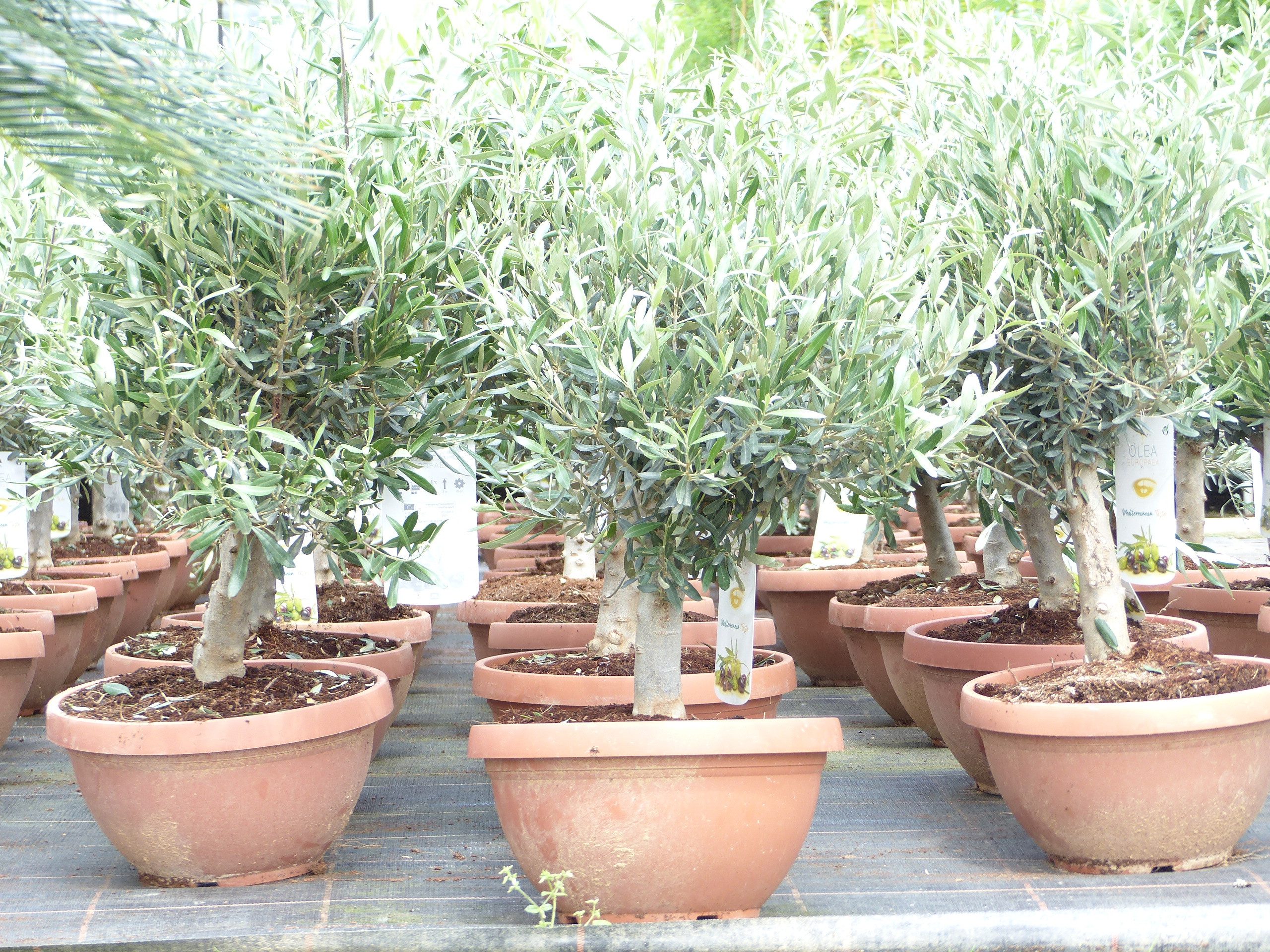 gruenwaren jakubik Olivenbaum