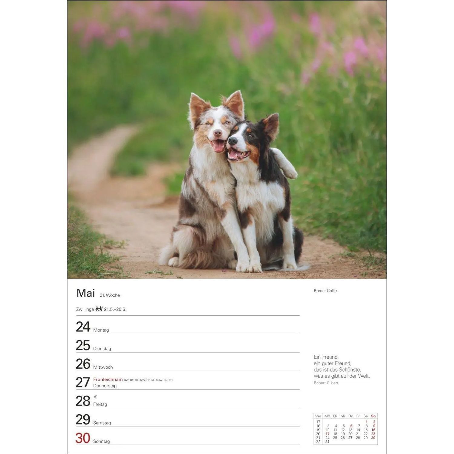 Harenberg Kalender Verlag Wandkalender Hunde Wochenplaner 2027 - 53 faszinierende Fotografien