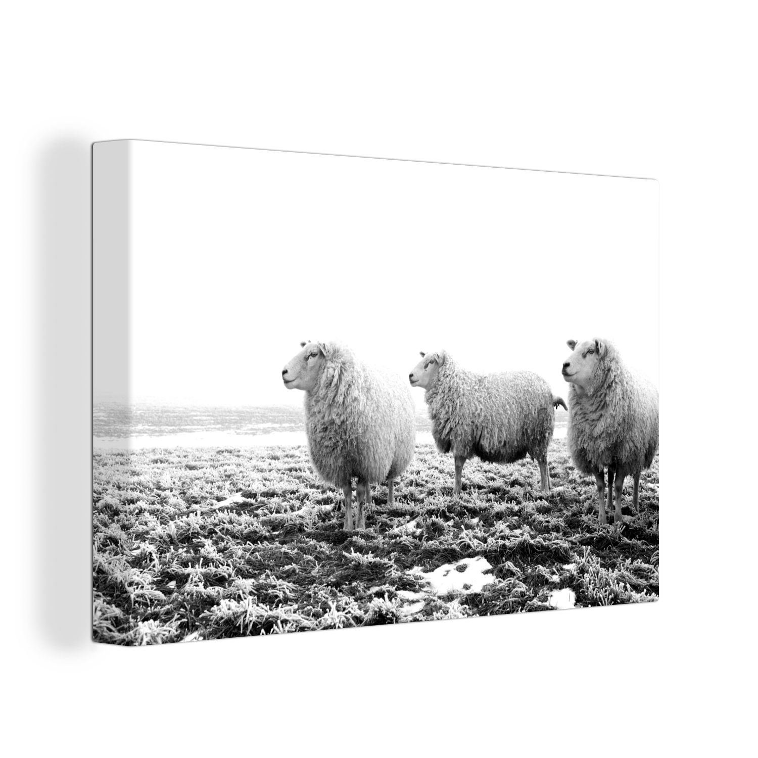 OneMillionCanvasses® Leinwandbild Drei Schafe in einer Winterlandschaft - schwarz und weiß, (1 St), Wandbild Leinwandbilder, Aufhängefertig, Wanddeko, 30x20 cm bunt