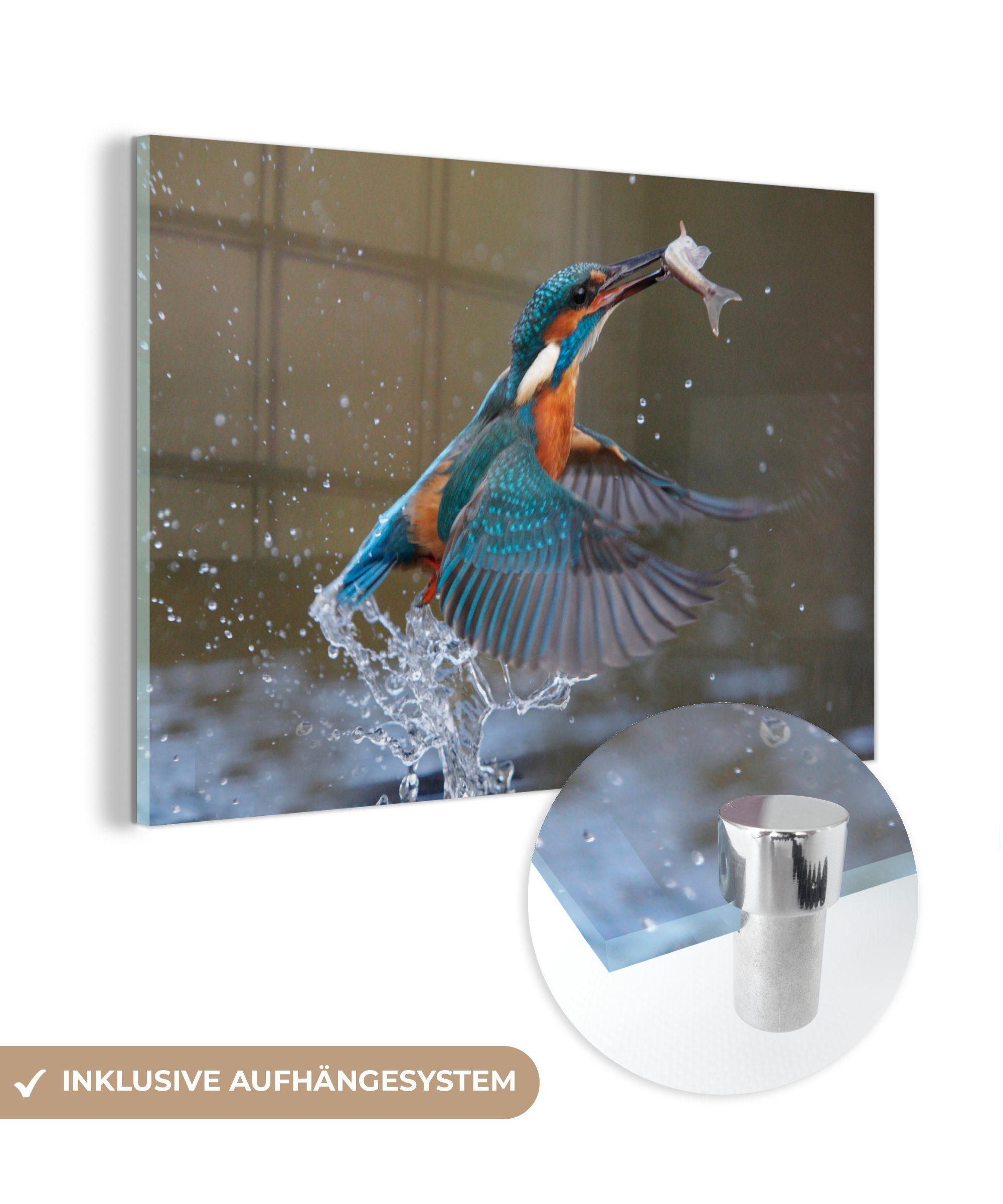 Acrylglasbild - Wohnzimmer (1 - Eisvogel Acrylglasbilder Wasser, & Schlafzimmer Fisch St), MuchoWow