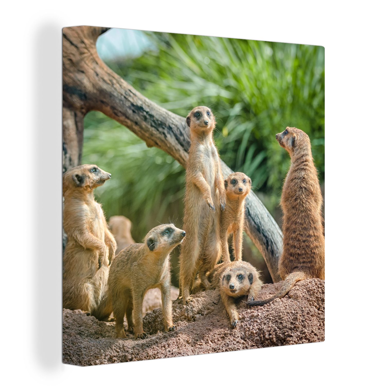 OneMillionCanvasses® Leinwandbild Erdmännchen - Familie - Tiere, (1 St), Leinwand Bilder für Wohnzimmer Schlafzimmer