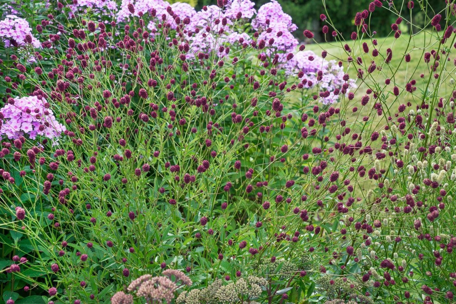 Pflanzen für Dich Staude Sanguisorba off. Tanna, 1 St., Großer Wiesenknopf, Blutwurz