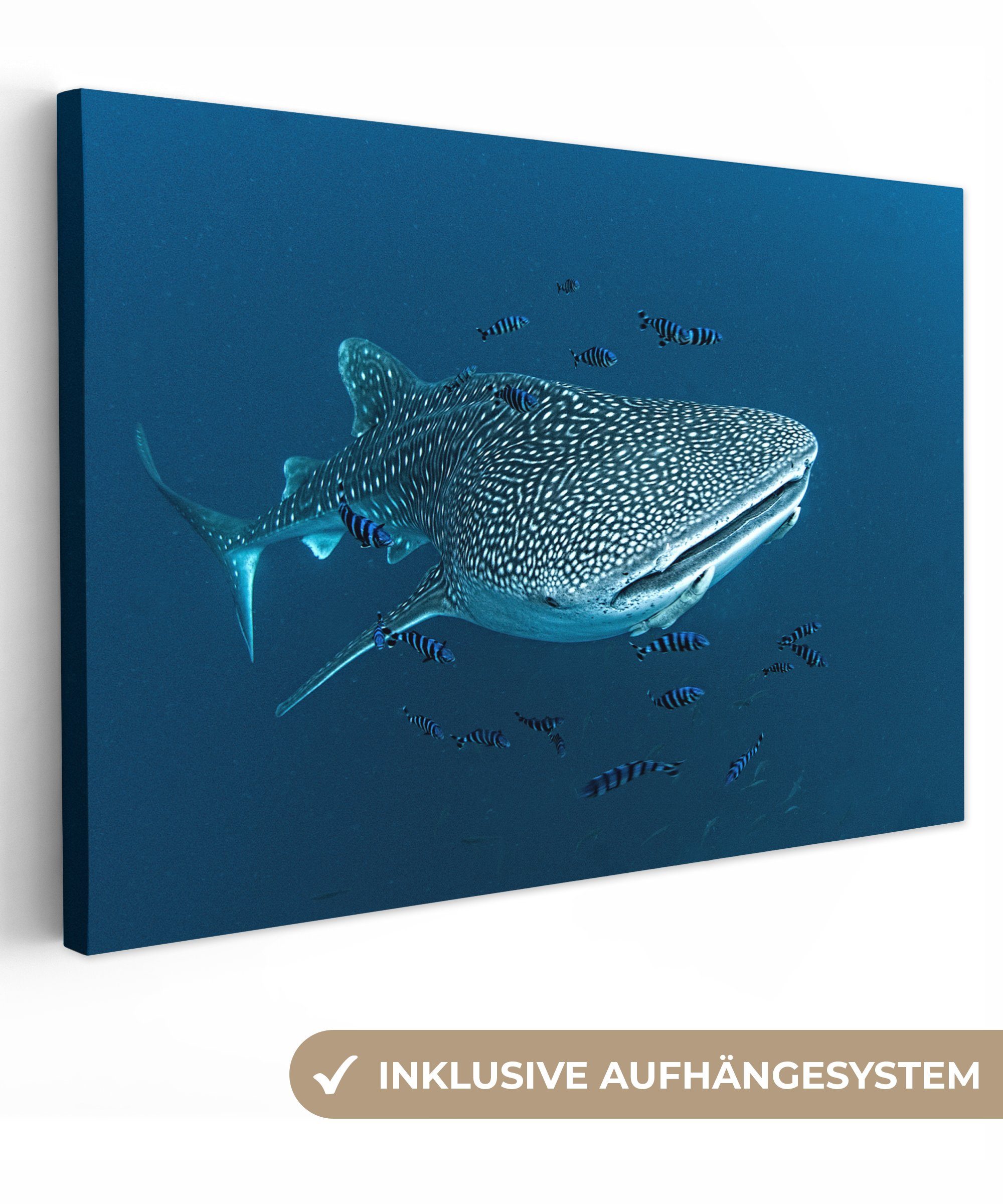 OneMillionCanvasses® Leinwandbild Ein Walhai mit Tupfen, (1 St), Wandbild Leinwandbilder, Aufhängefertig, Wanddeko, 30x20 cm