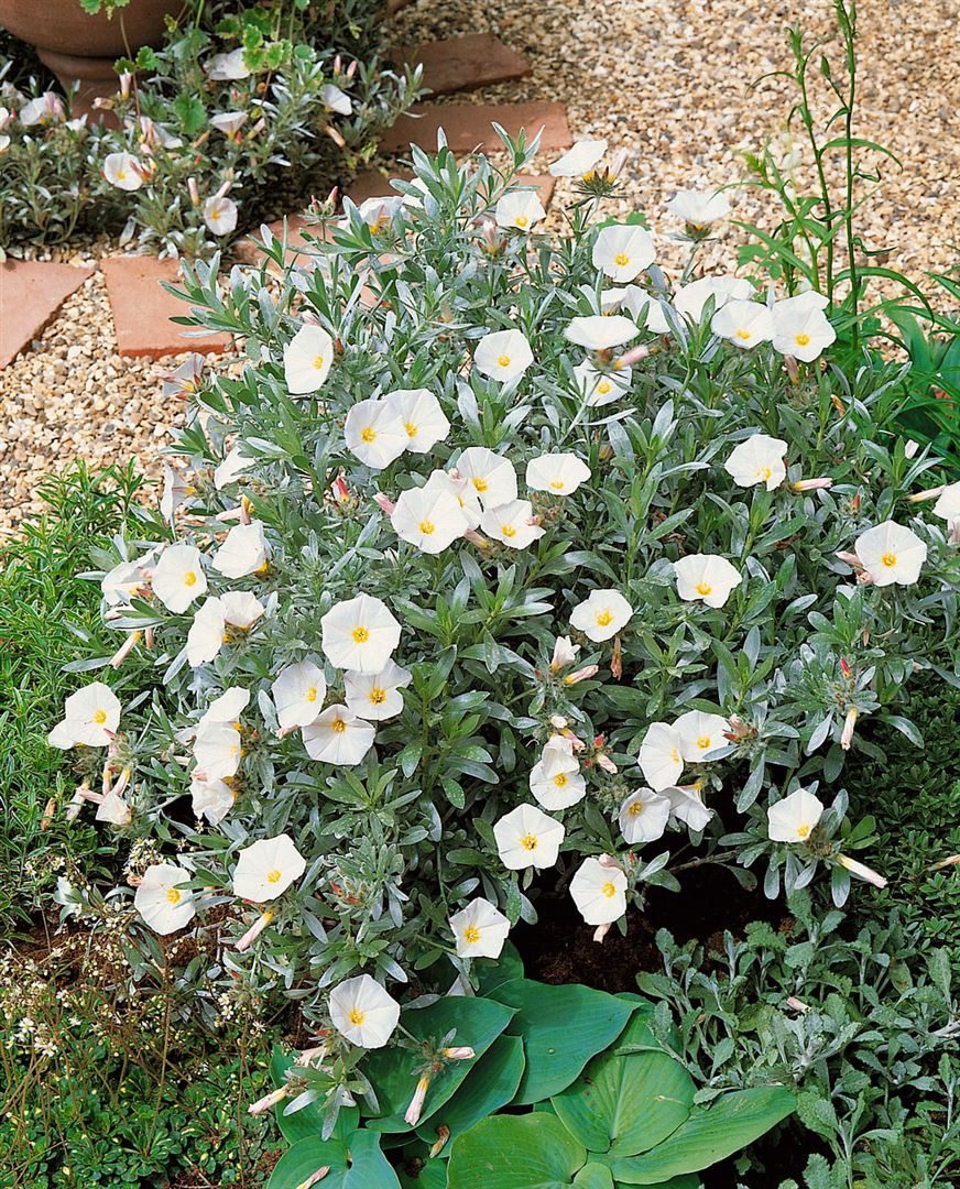 Pflanzen für Dich Staude Convolvulus cneorum, 1 St., Silberwinde, Silberstrauch, Silberbusch