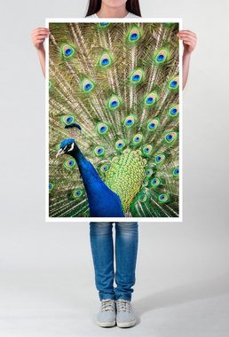 Sinus Art Poster 90x60cm Poster Tierfotografie Porträt eines männlichen Pfau