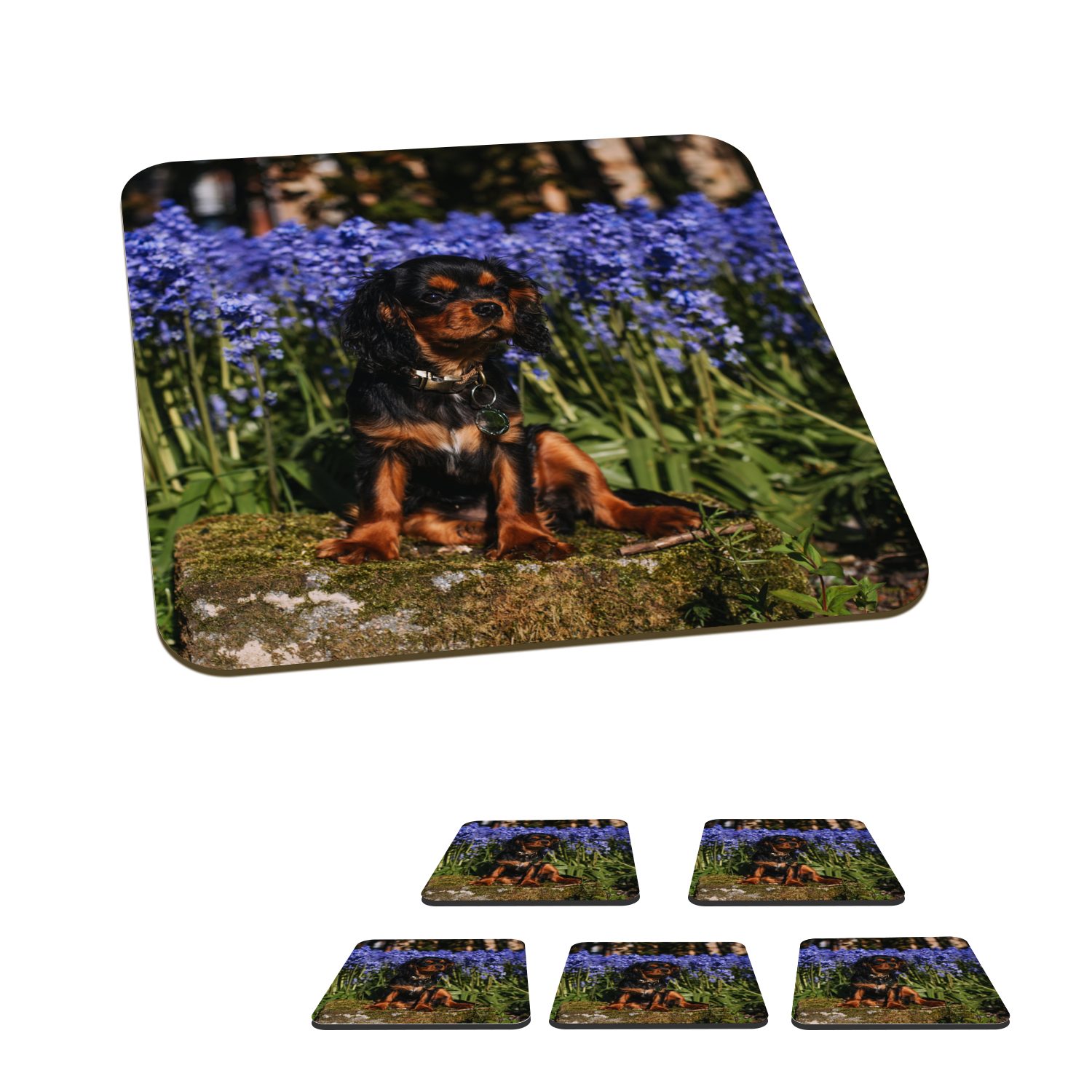 MuchoWow Glasuntersetzer Ein Cavalier King Charles Spaniel zwischen den blauen Blumen, Zubehör für Gläser, 6-tlg., Glasuntersetzer, Tischuntersetzer, Korkuntersetzer, Untersetzer, Tasse