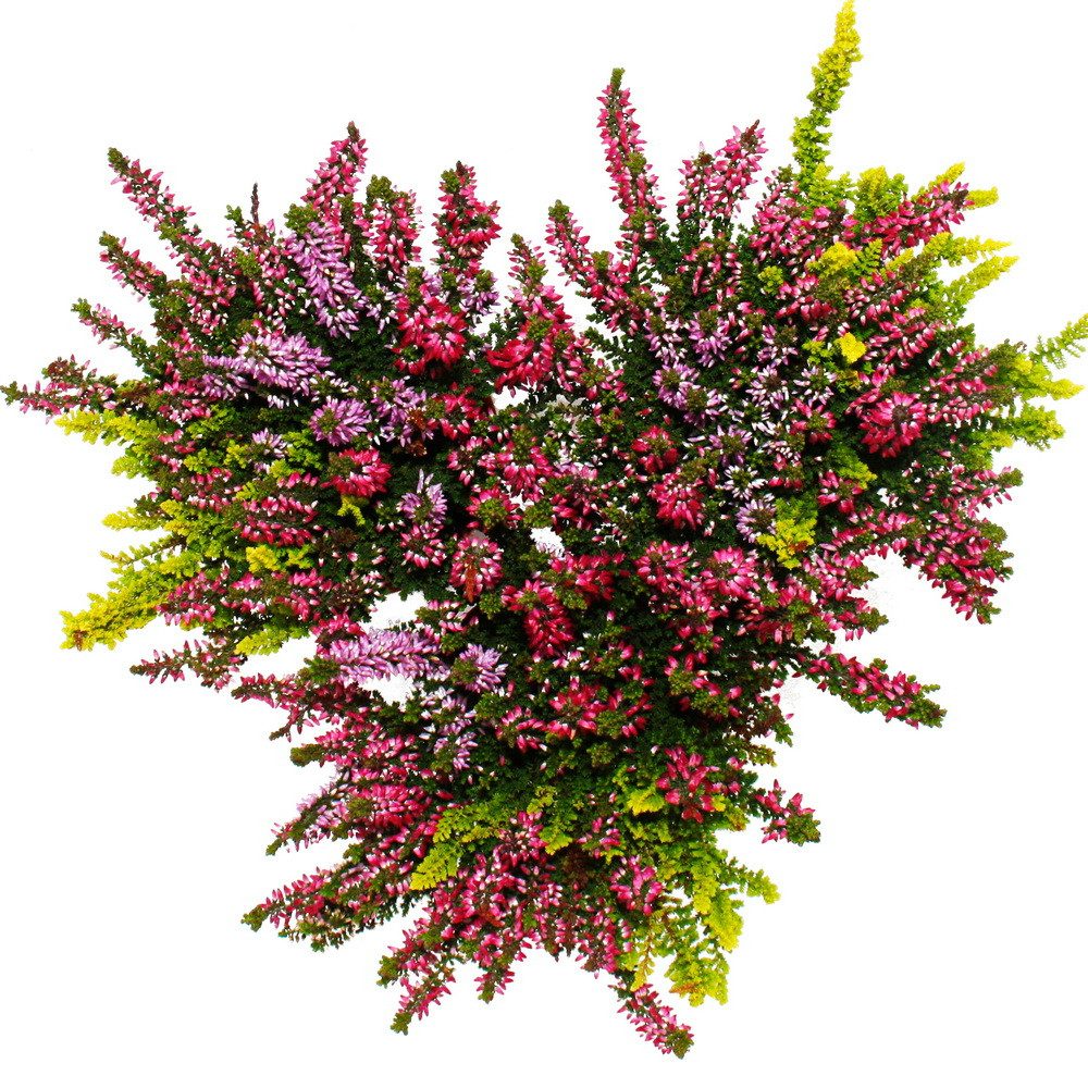 Exotenherz Beetpflanze Calluna vulgaris 3er Set Besenheide Heidepflanze winterhart 11cm Topf – Bild 3 von 3