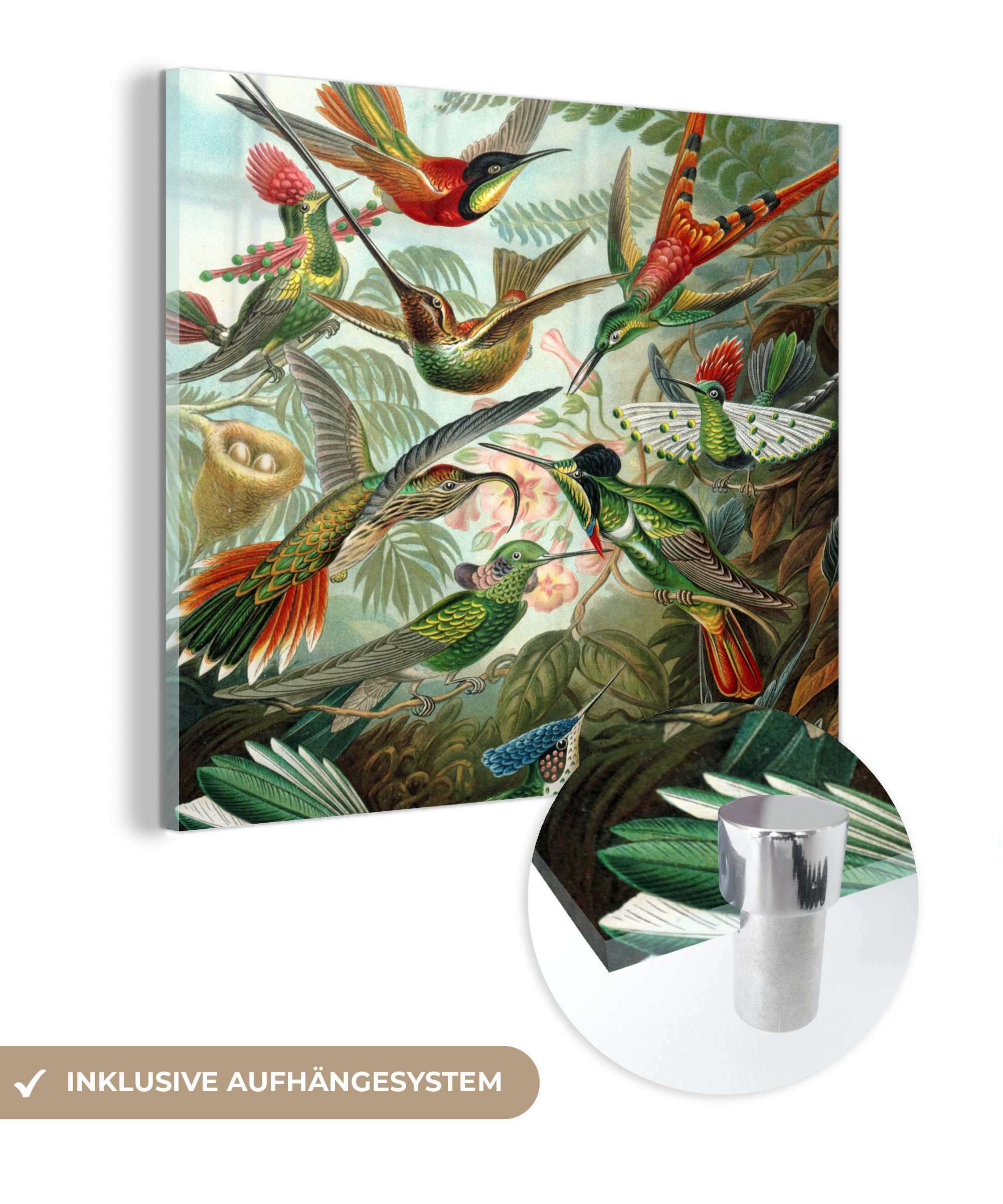 St), (1 Glas Wanddekoration Wandbild Vogel, auf - Haeckel auf - - MuchoWow - Bilder Acrylglasbild Trochilidae - Ernst Glas Foto Glasbilder