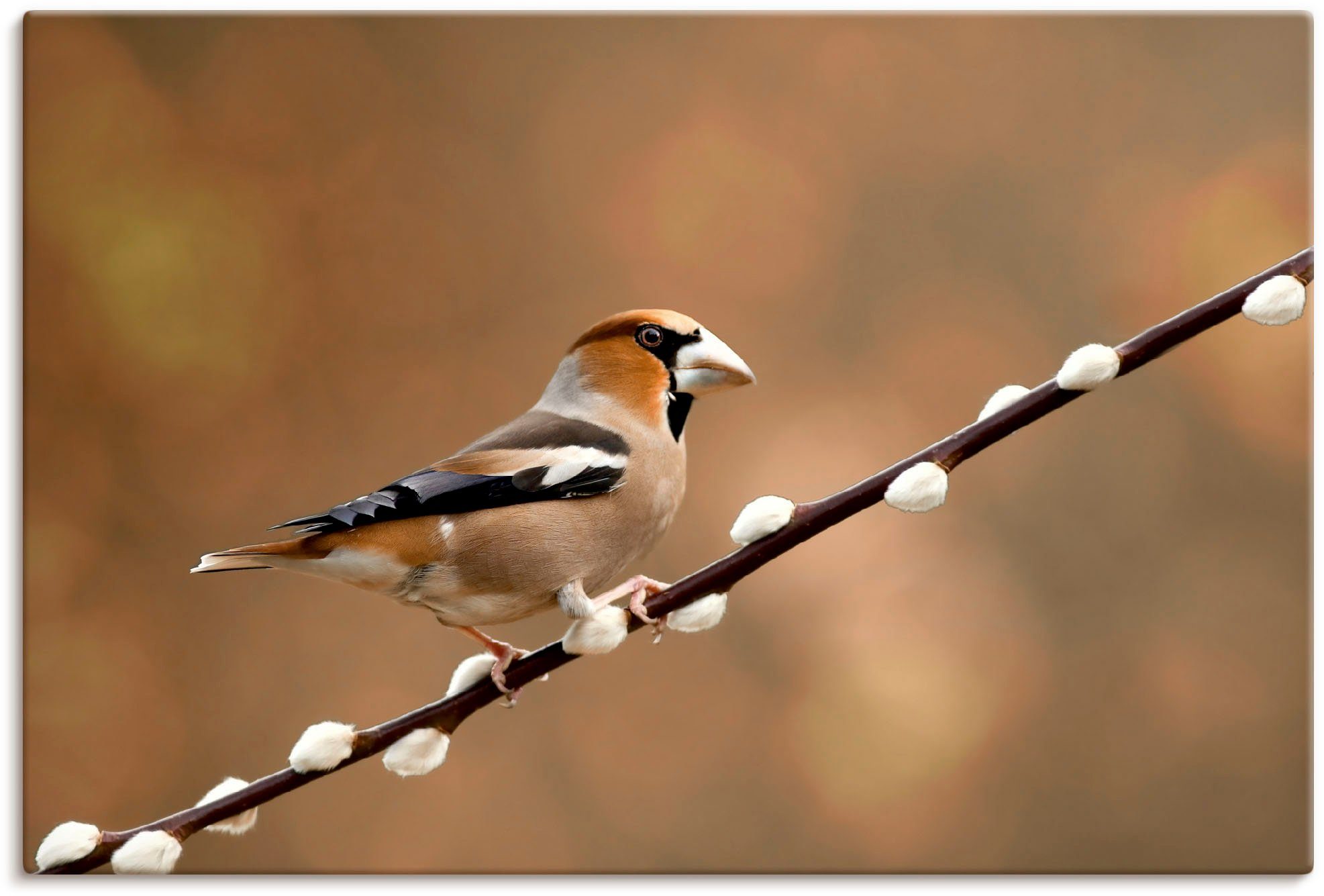 als (1 Vogelbilder in Leinwandbild, Kernbeißer, Größen Alubild, versch. oder Artland Wandaufkleber St), Wandbild Poster