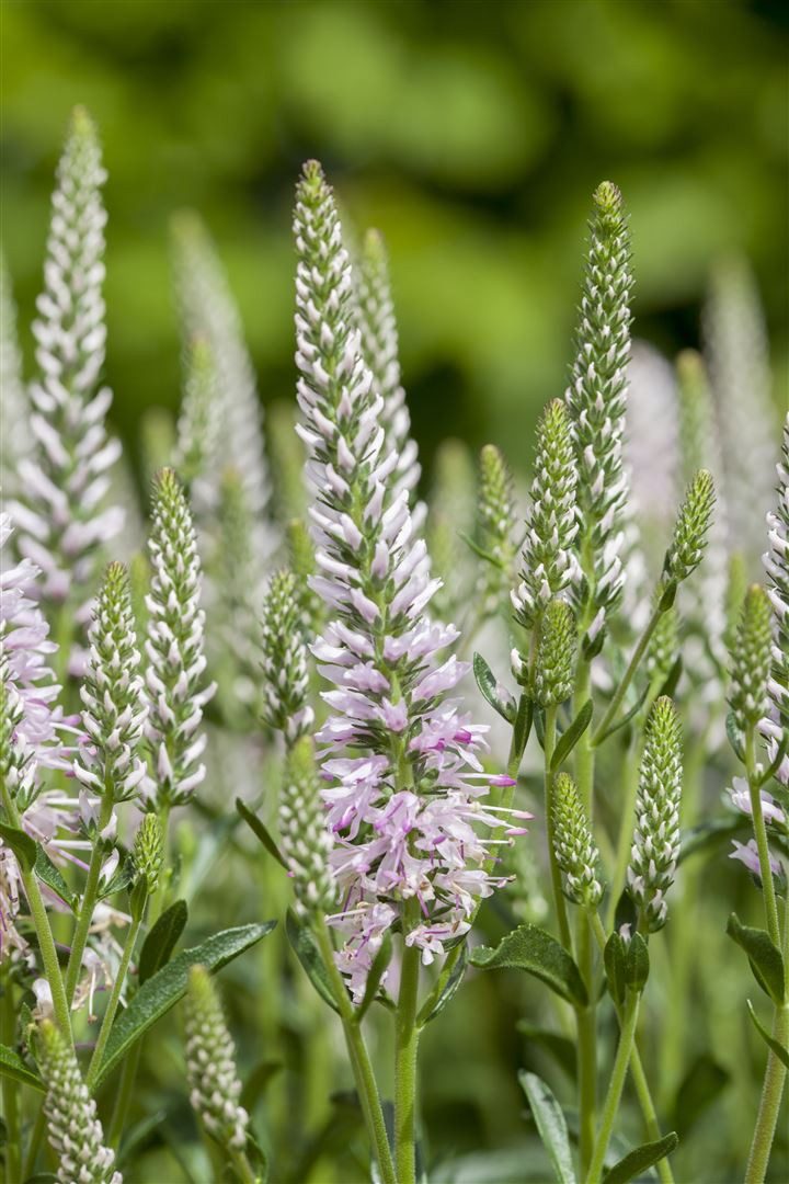 Pflanzen für Dich Staude Veronica spicata, 1 St., Ähriger Ehrenpreis, Langblättriger Ehrenpreis