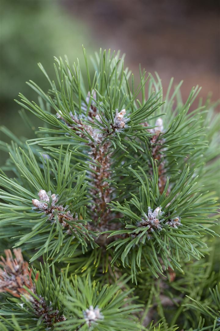 Pflanzen für Dich Konifere Pinus uncinata Grüne Welle, 1 St., Hakenkiefer, Bergkiefer, kompakt, immergrün