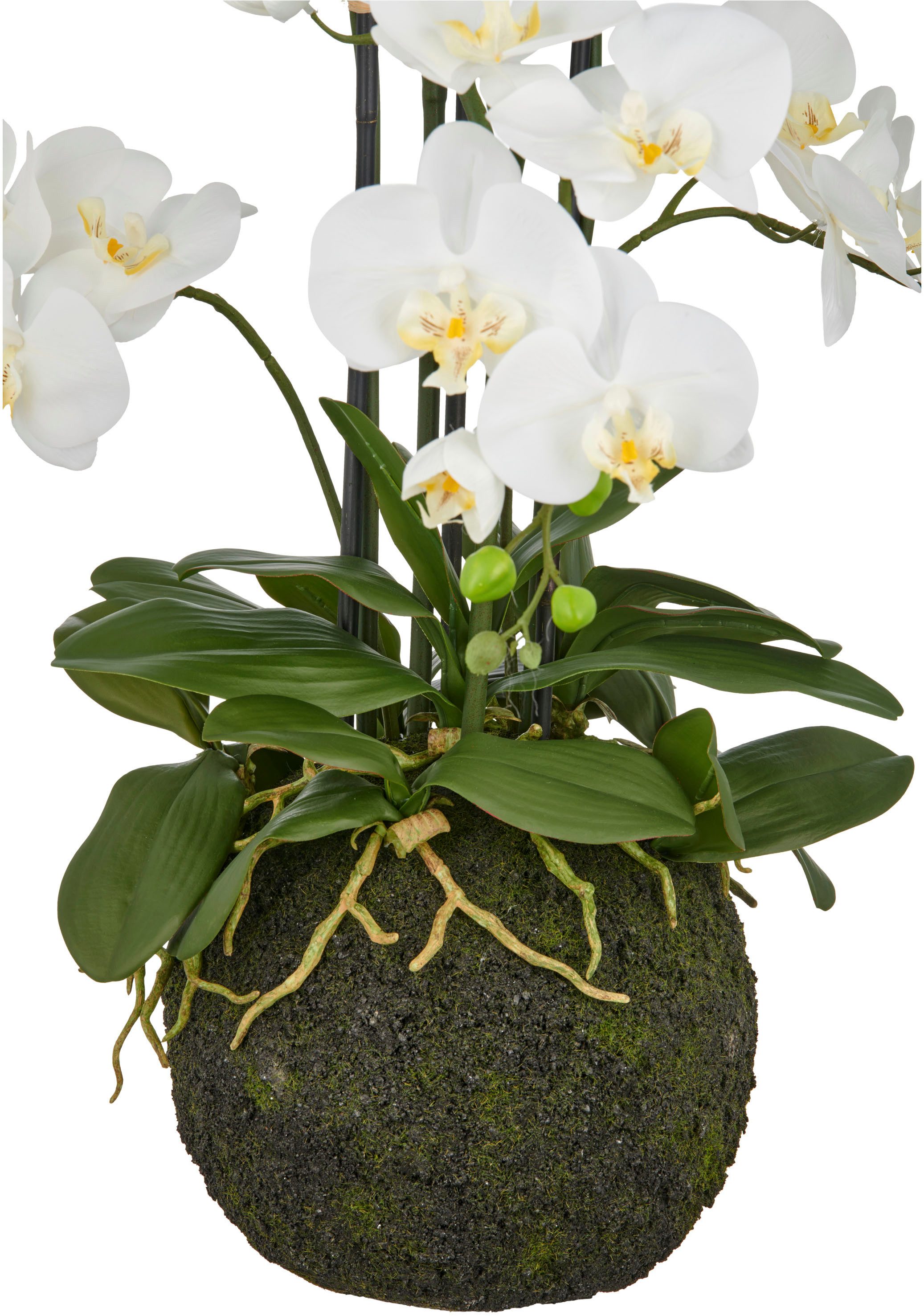 Kunstorchidee Orchidee Phalaenopsis, Creativ green, Höhe günstig online kaufen